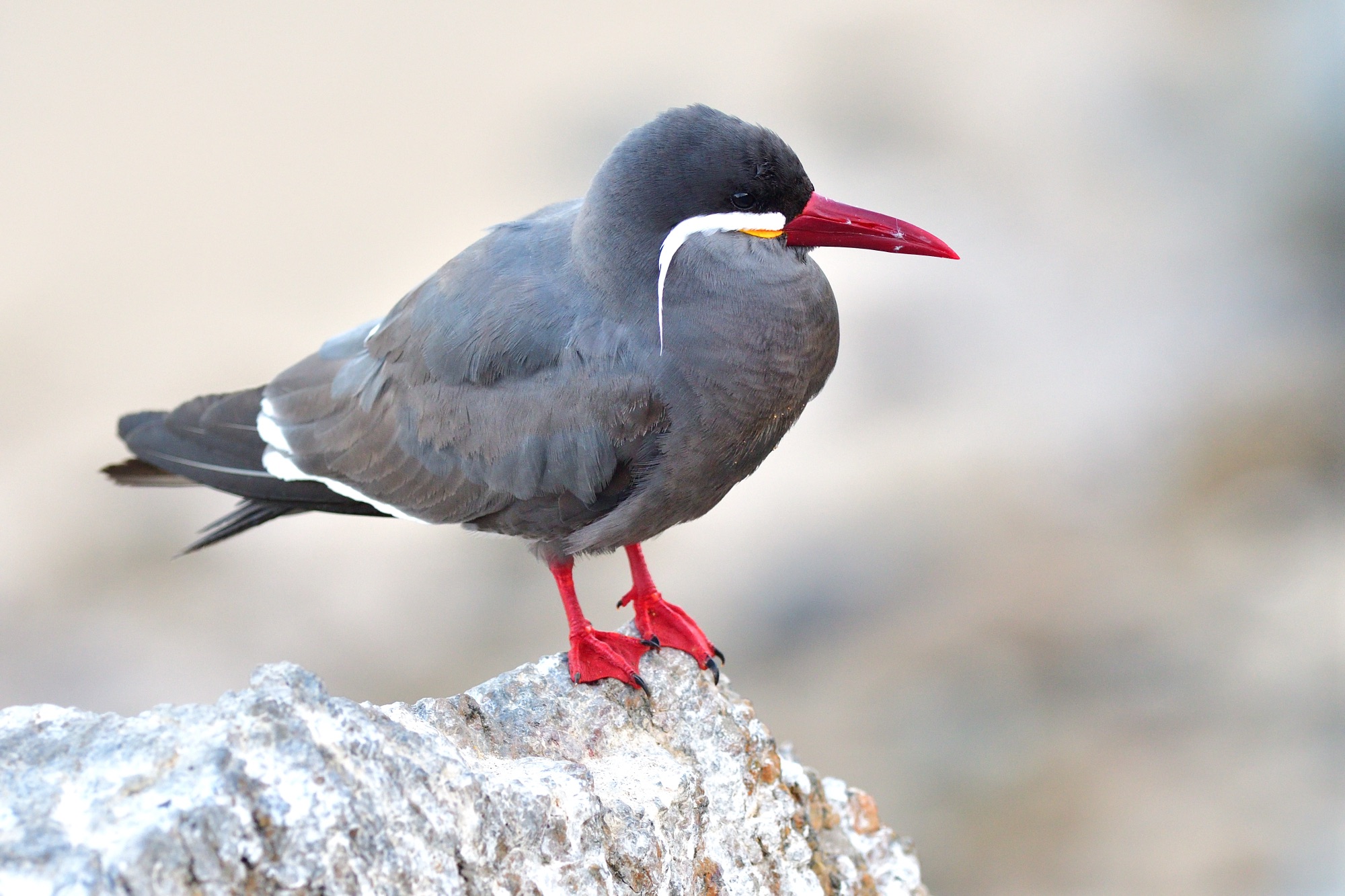 inca tern