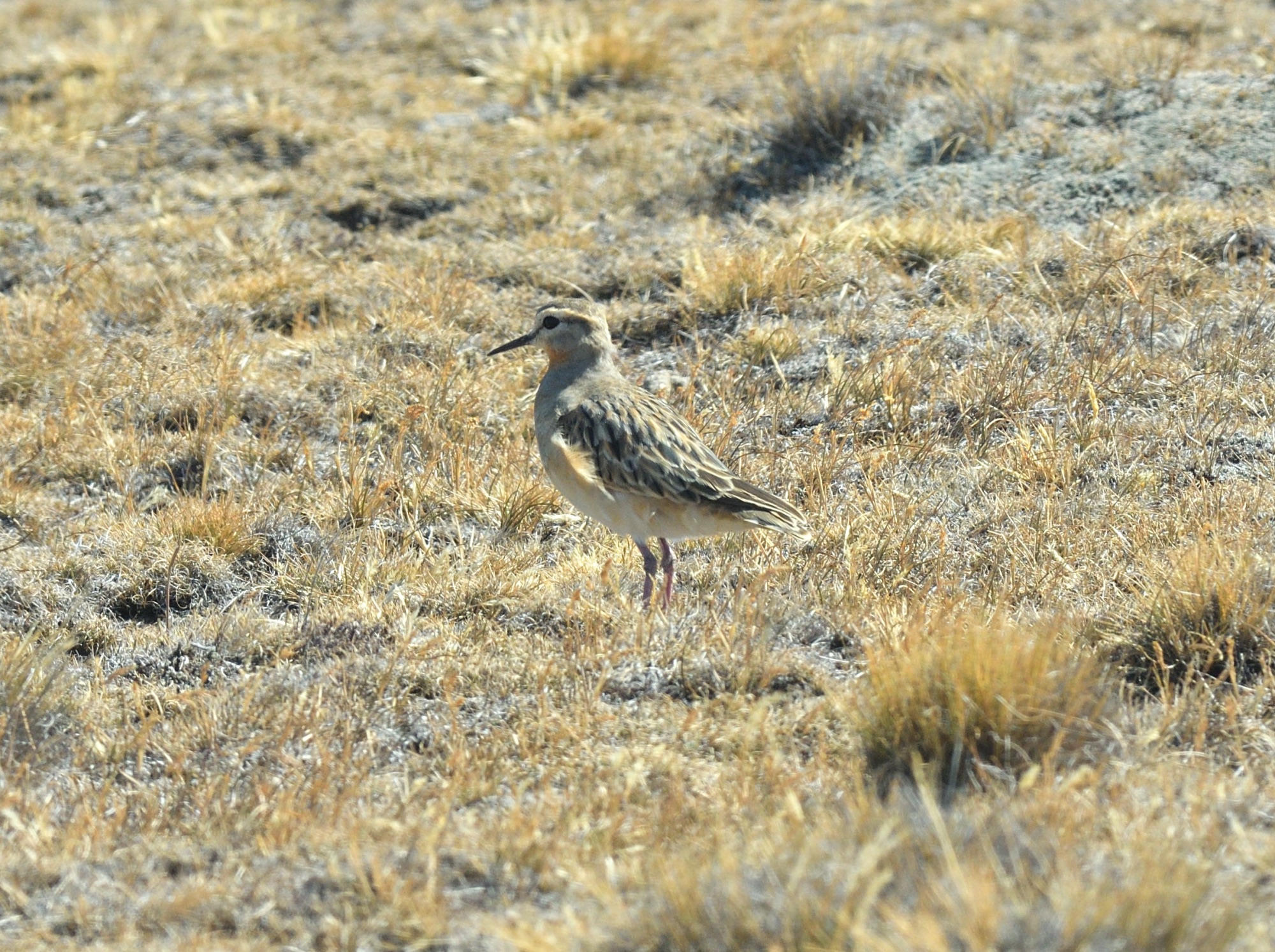 tawny-throated dotterel