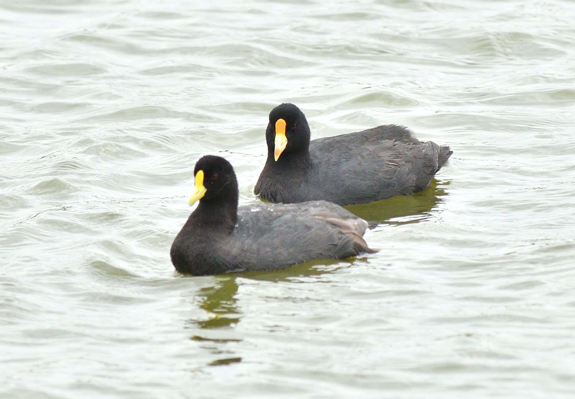 white-winged coot