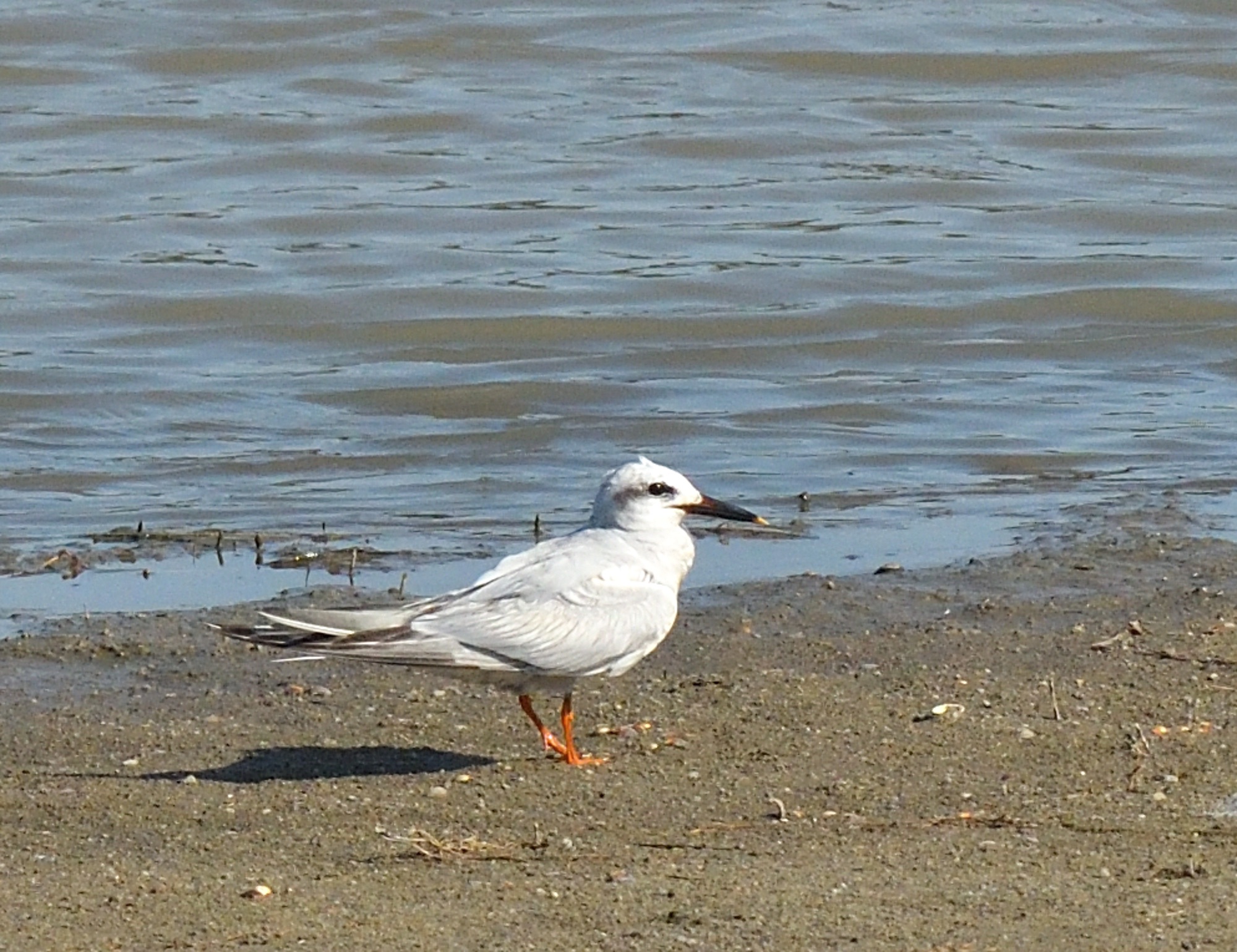 snowy-crowned tern