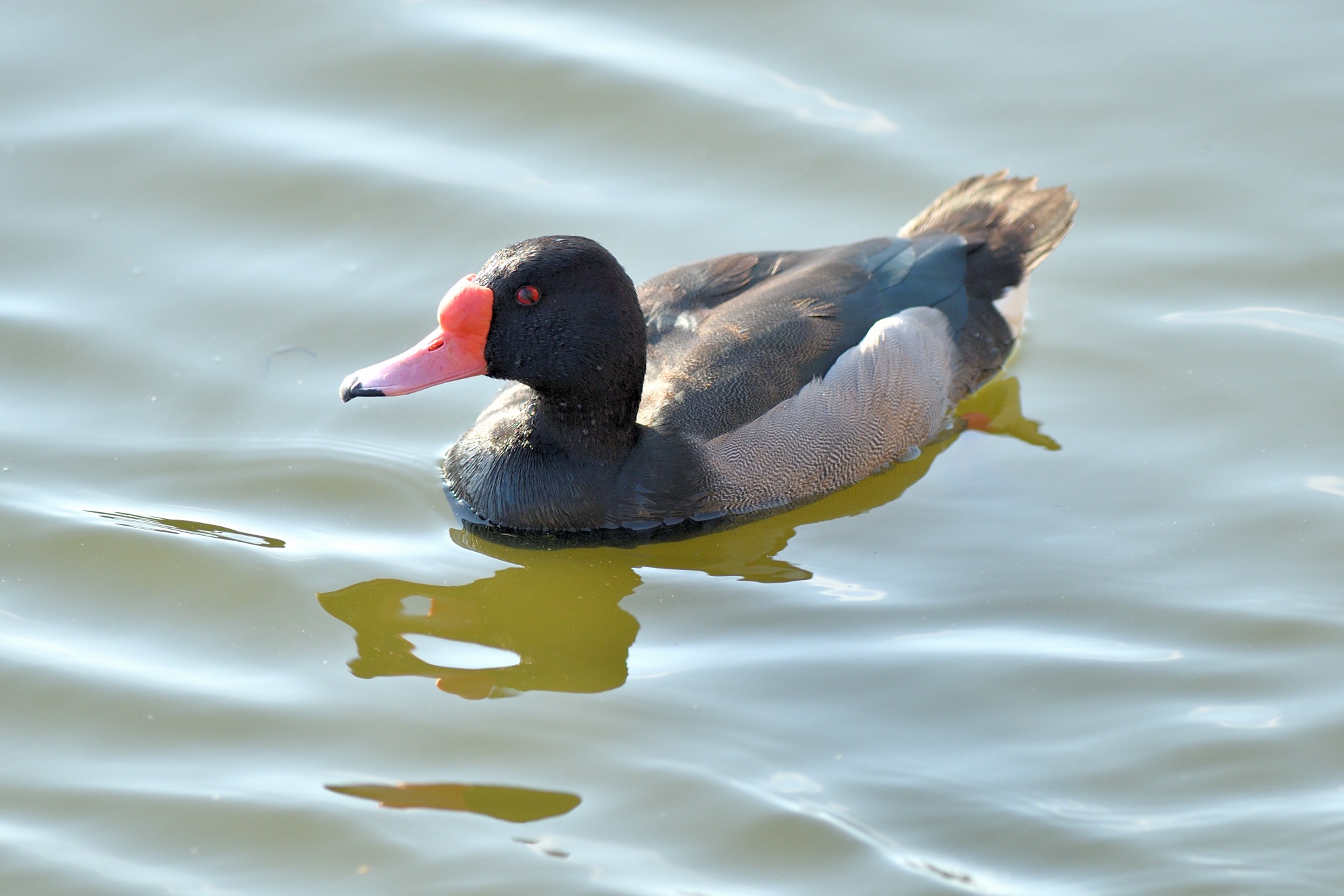 rosy-billed pochard