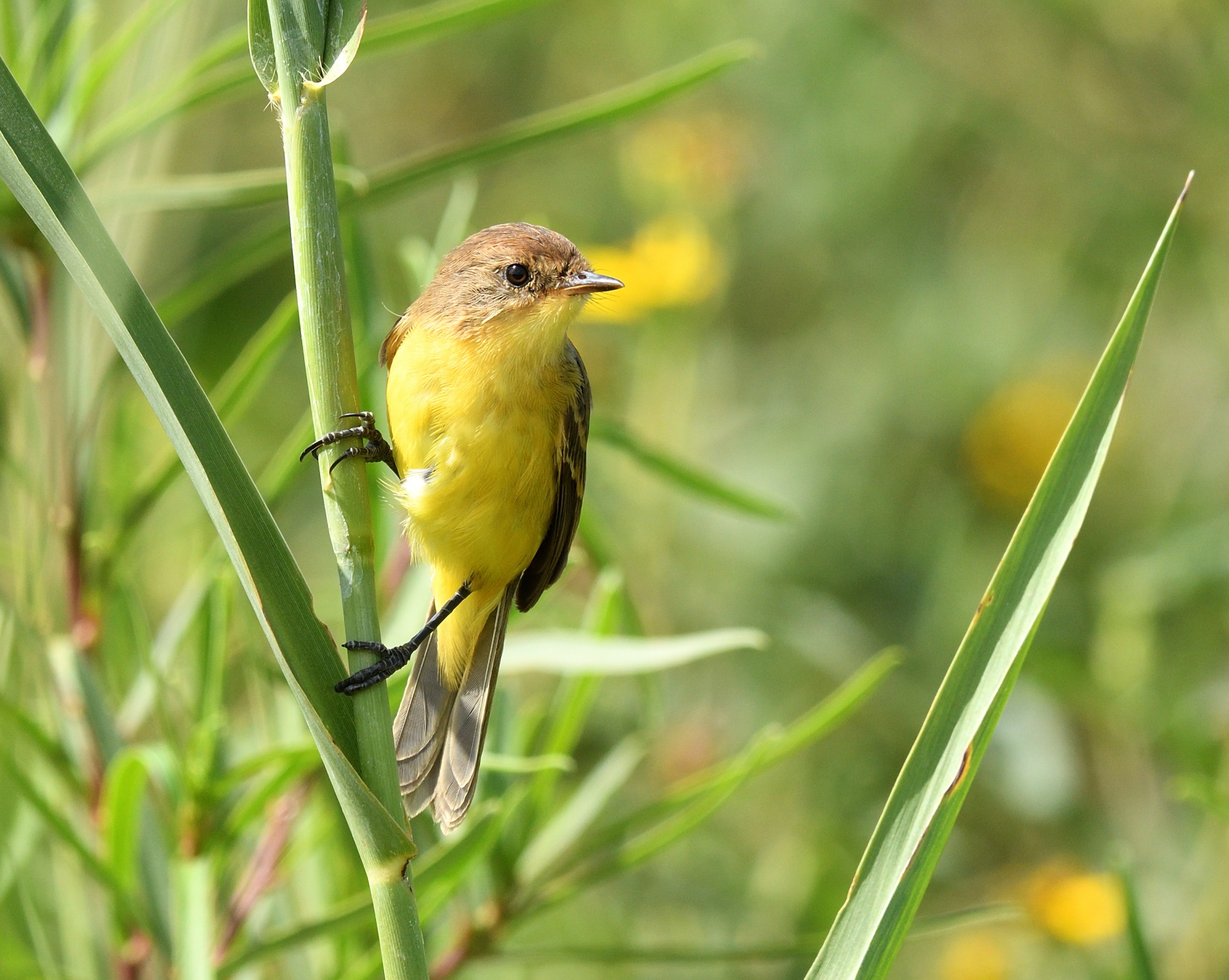 warbling doradito