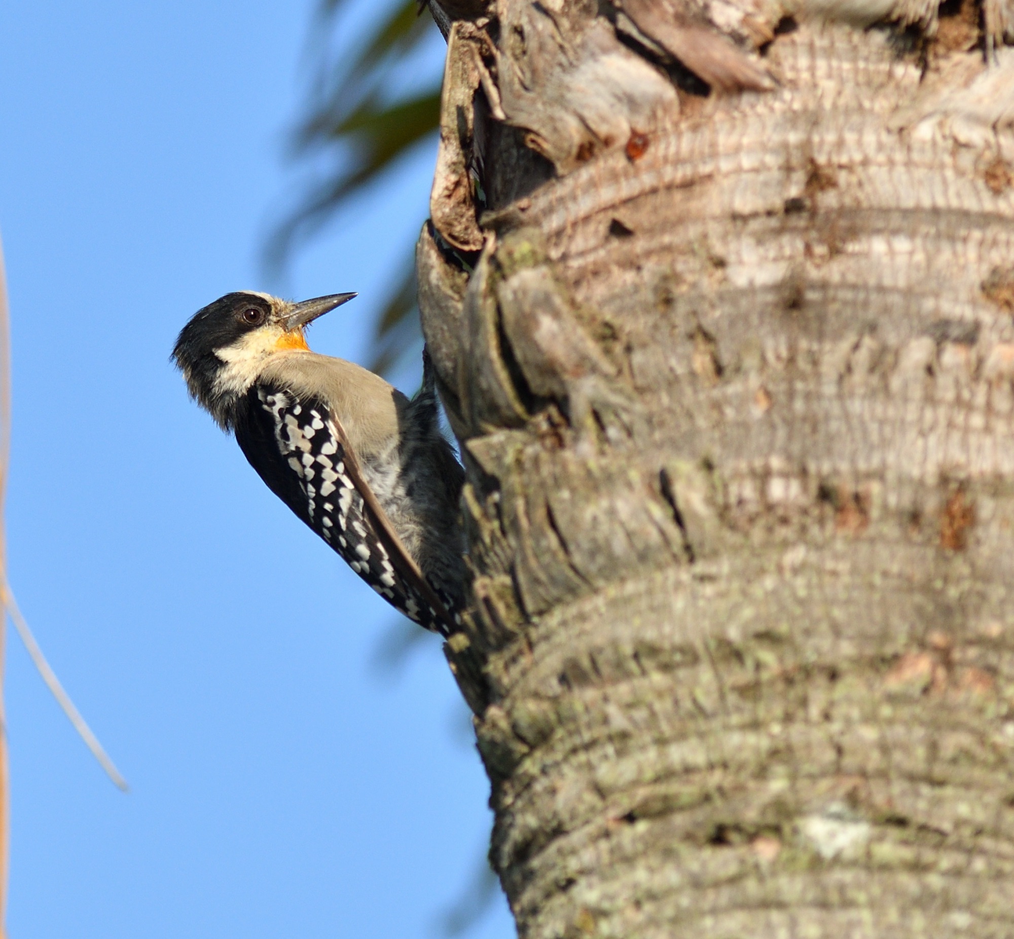 White-fronted Woodpecker