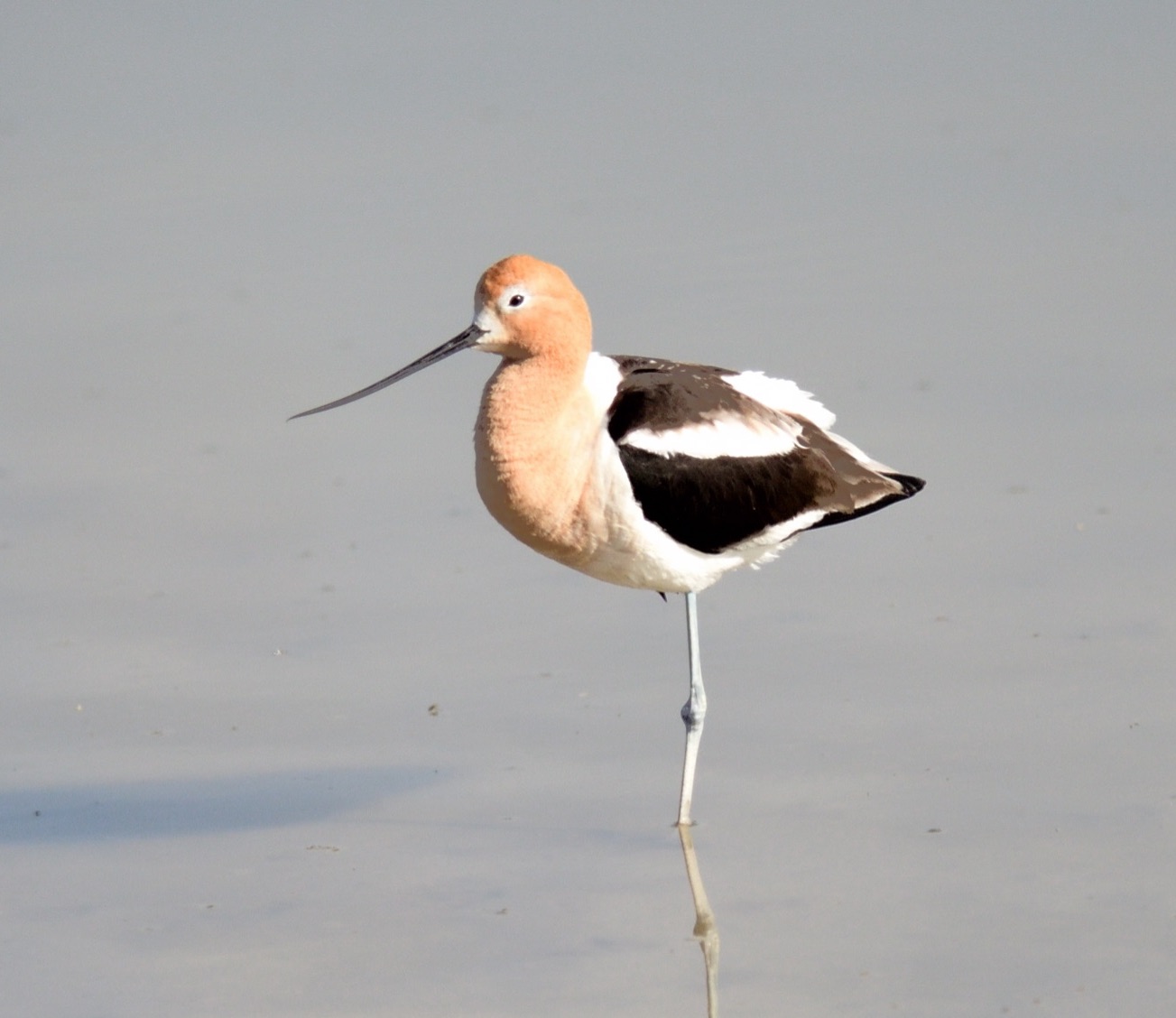 American Avocet