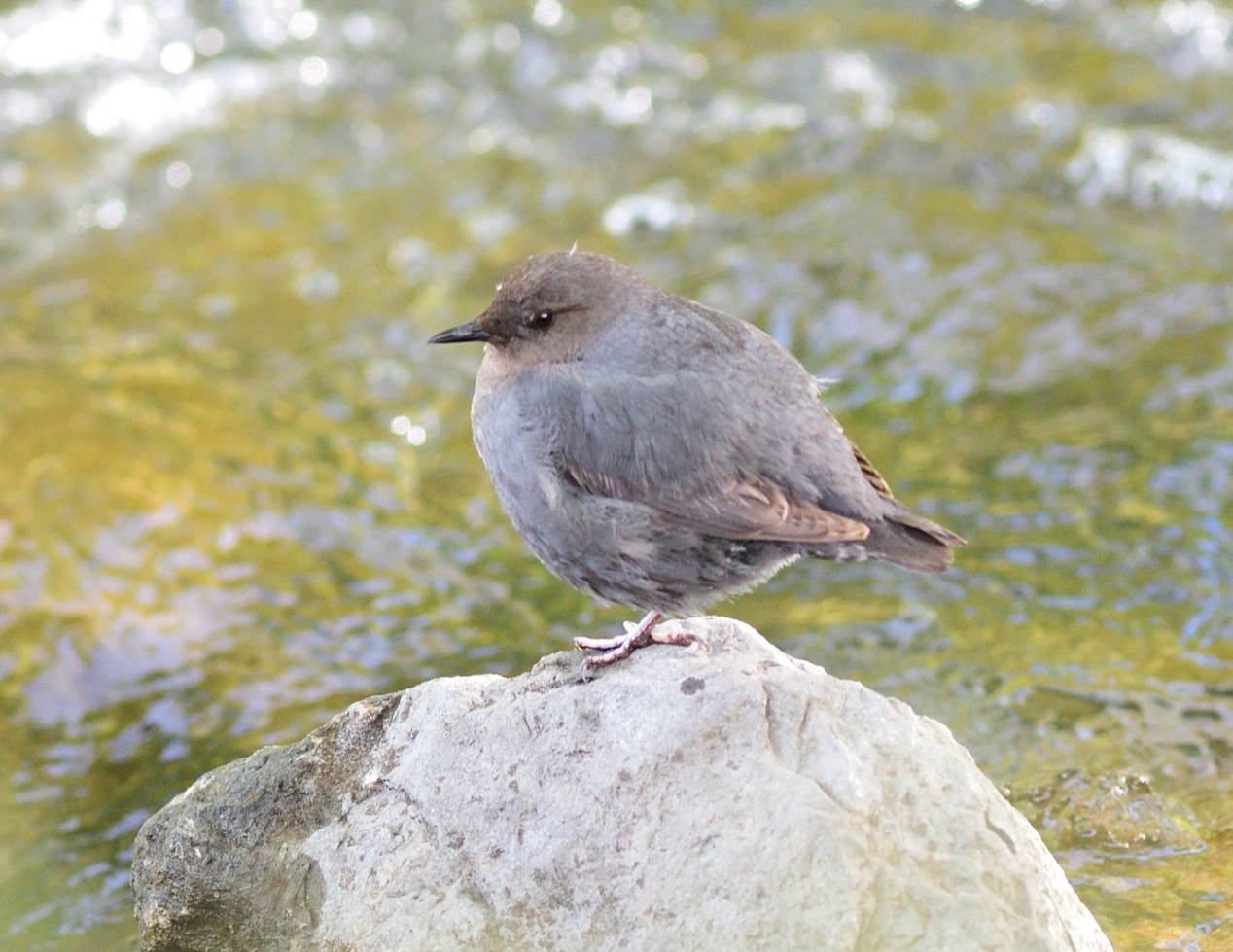 American Dipper