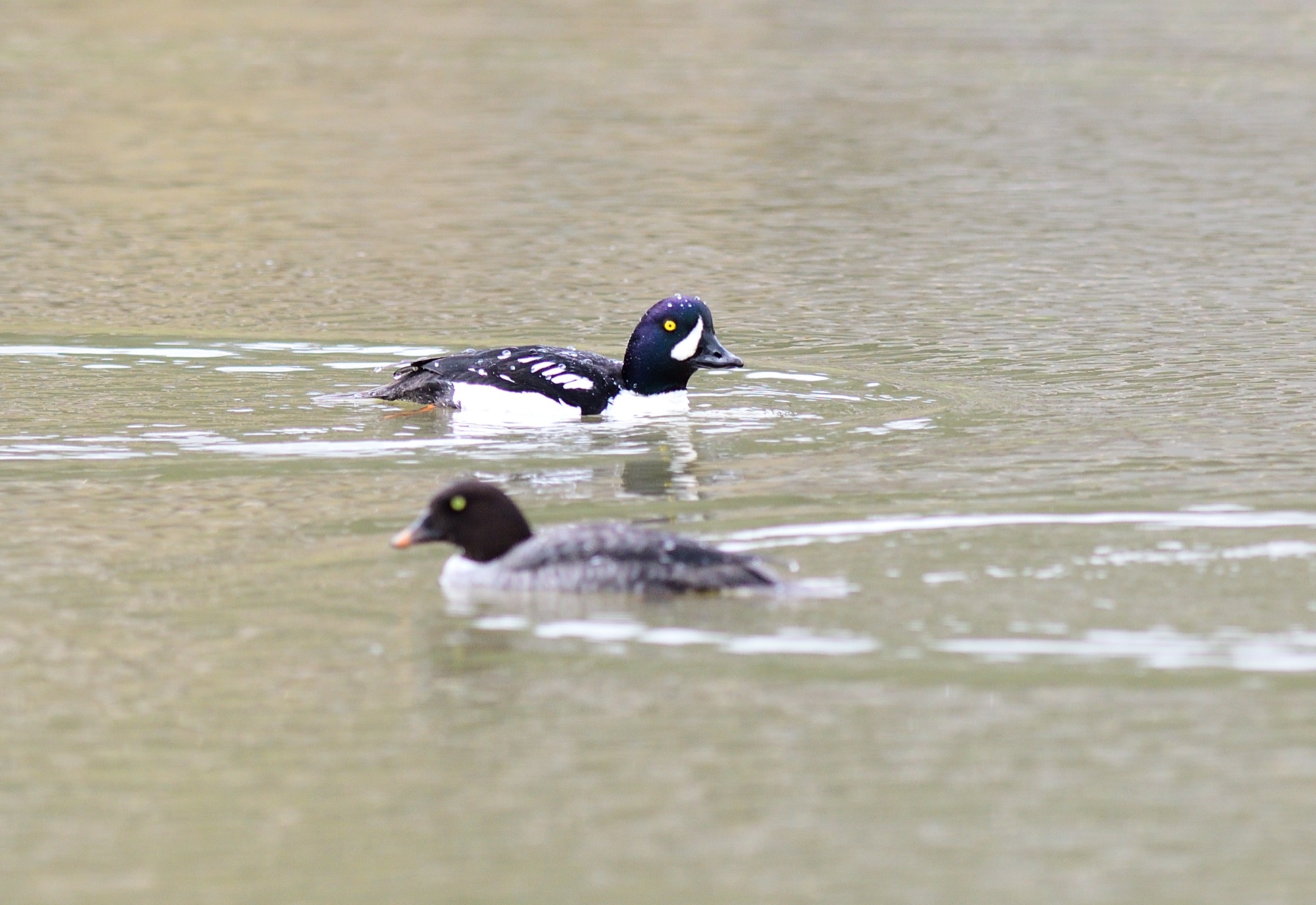 Barrow's Goldeneye