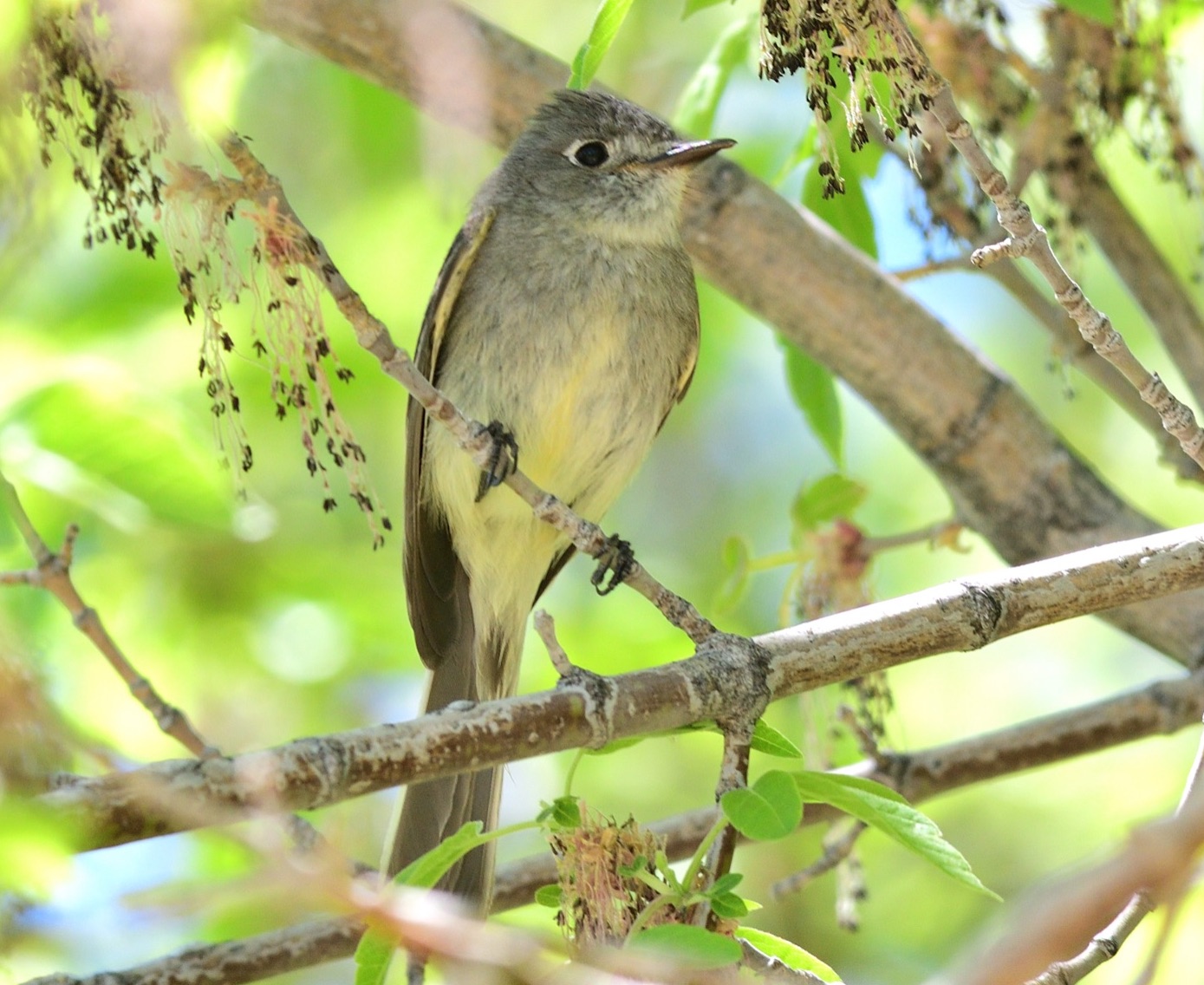 Dusky Flycatcher