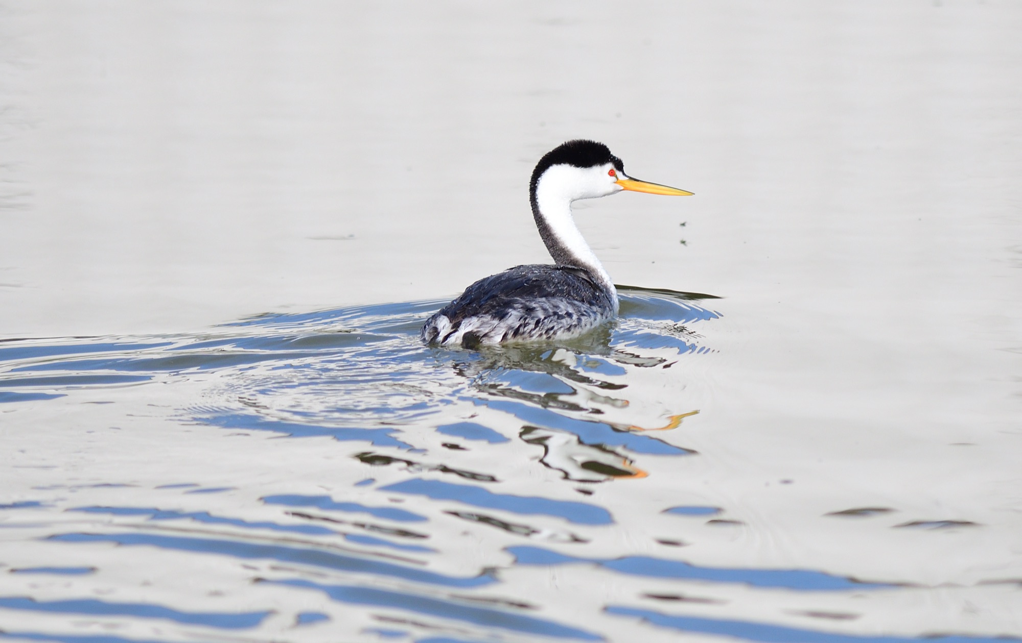 clark's grebe