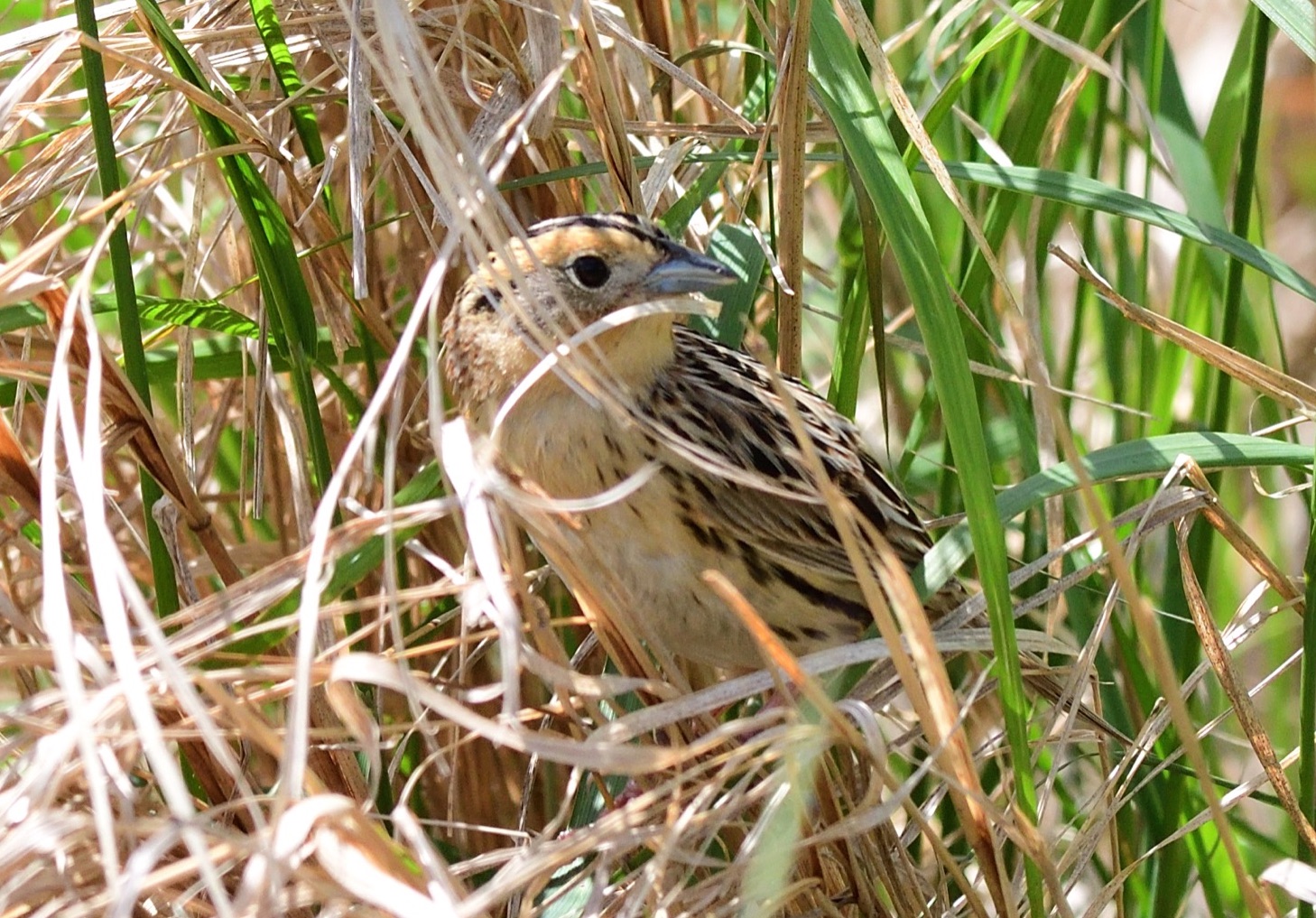 LeConte's Sparrow