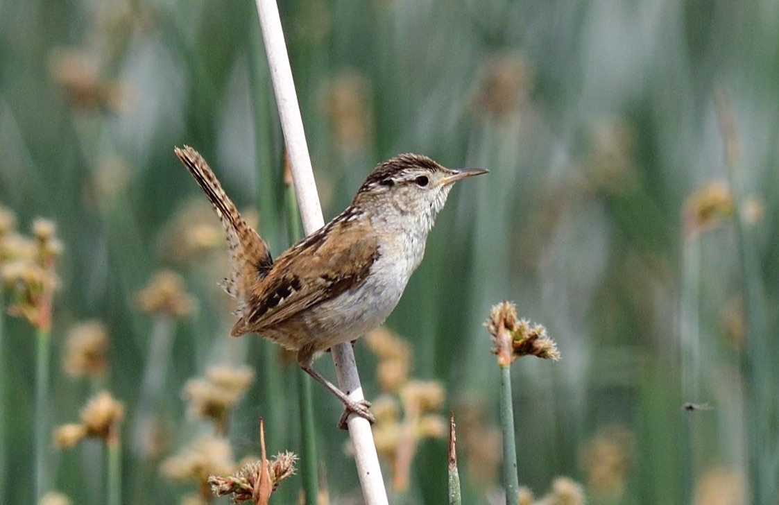 Marsh Wren