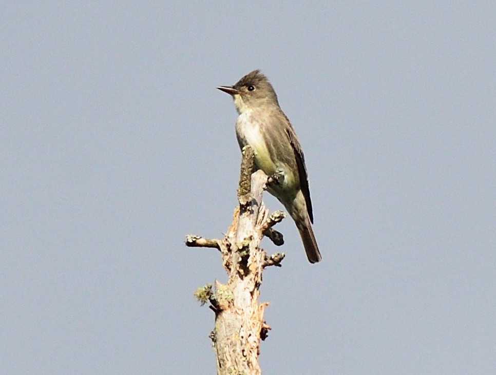 Olive-sided Flycatcher