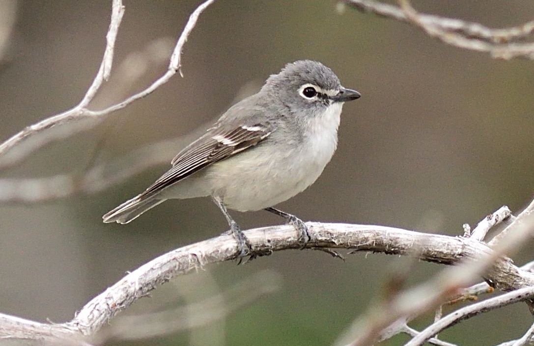 Plumbeous Vireo