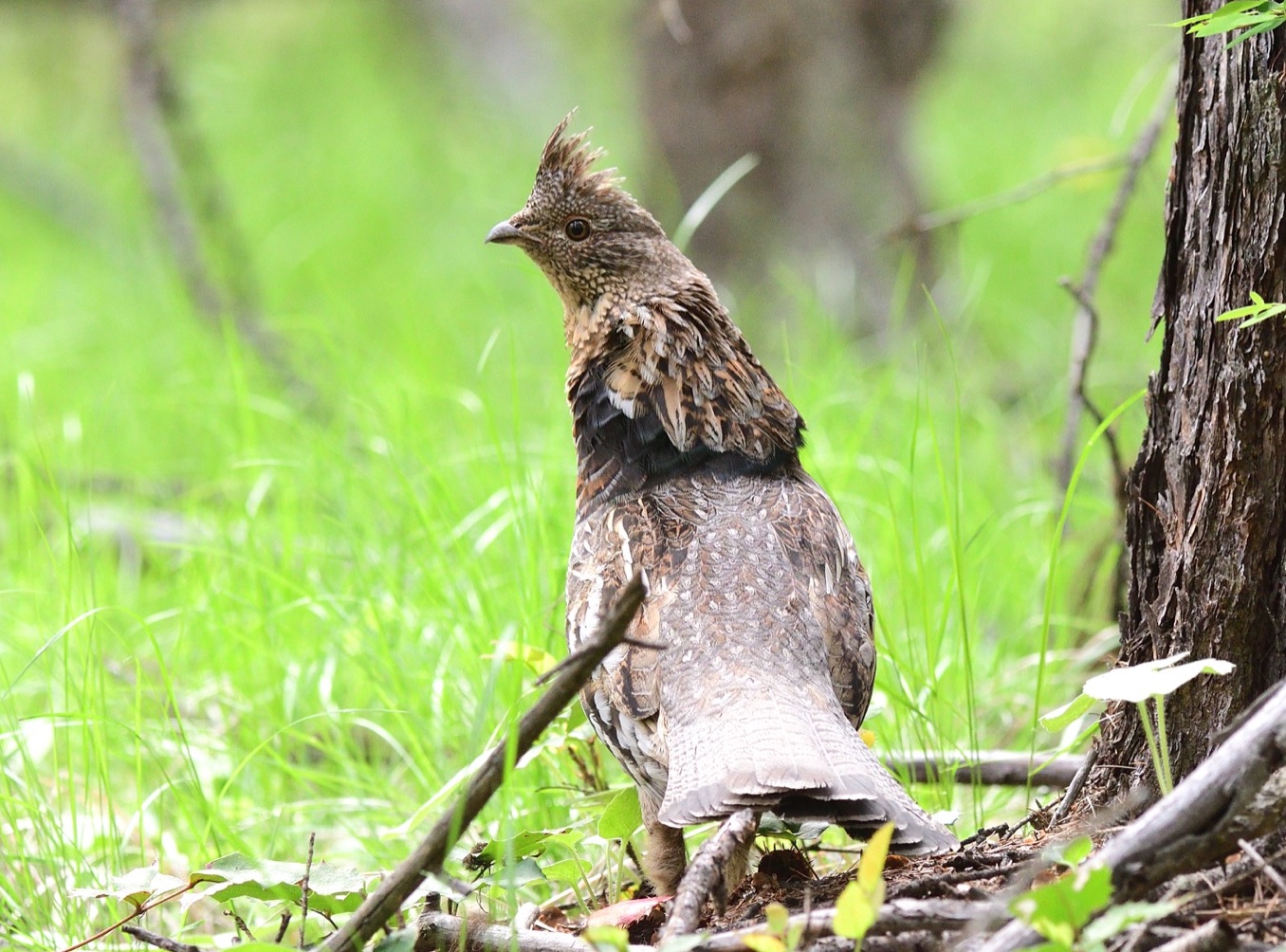 Ruffed Grouse