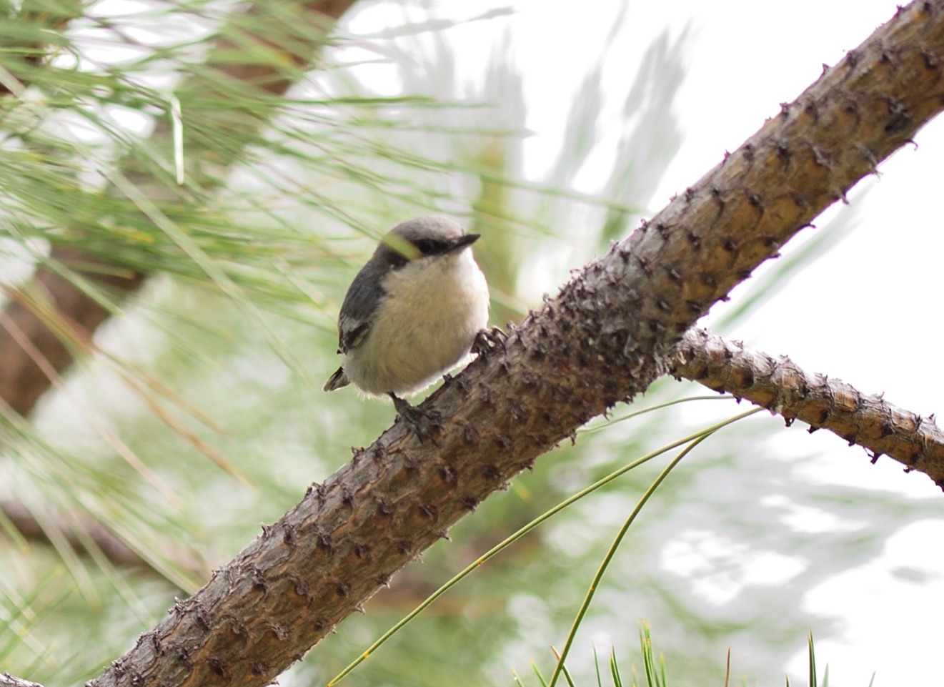 Pygmy Nuthatch