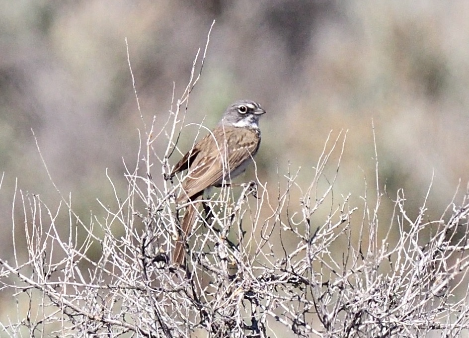 SAgebrush Sparrow