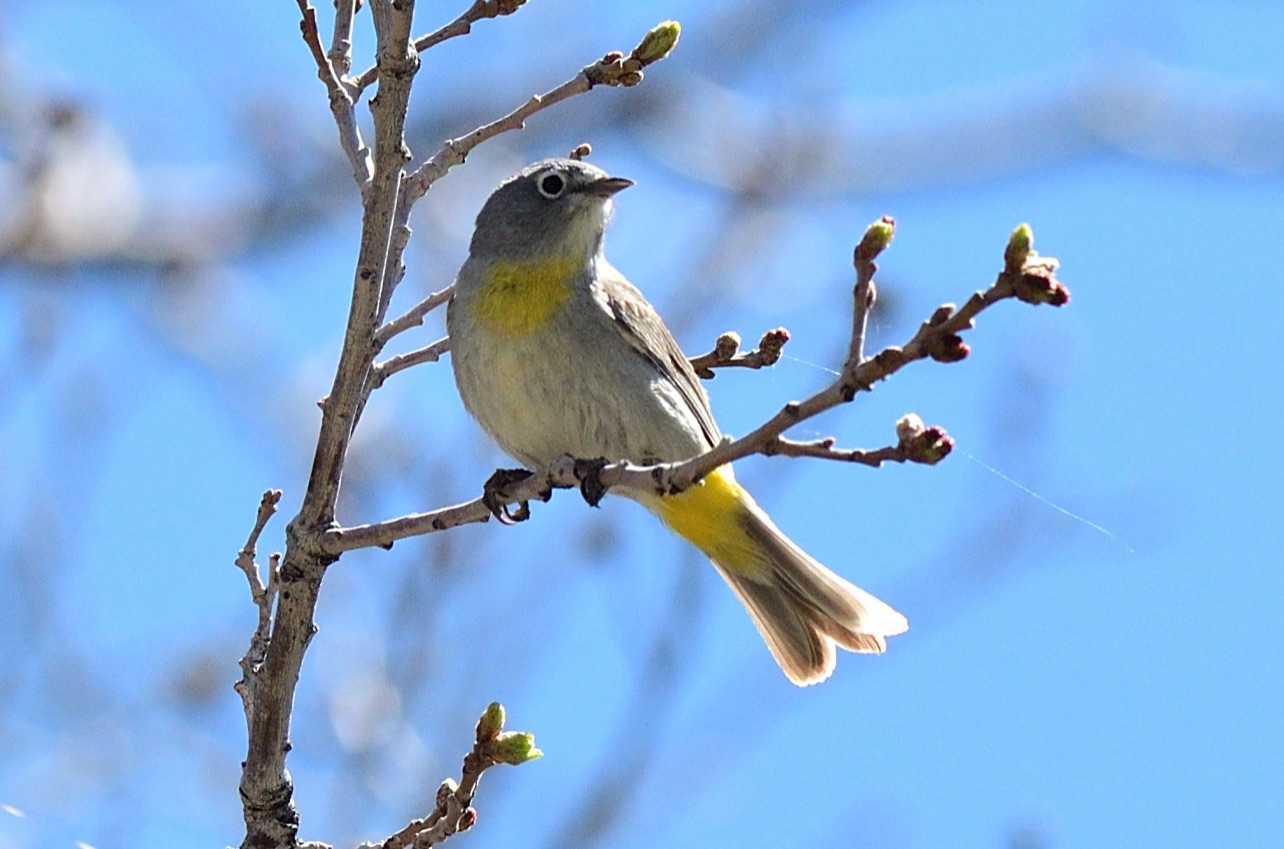 Virginia's Warbler