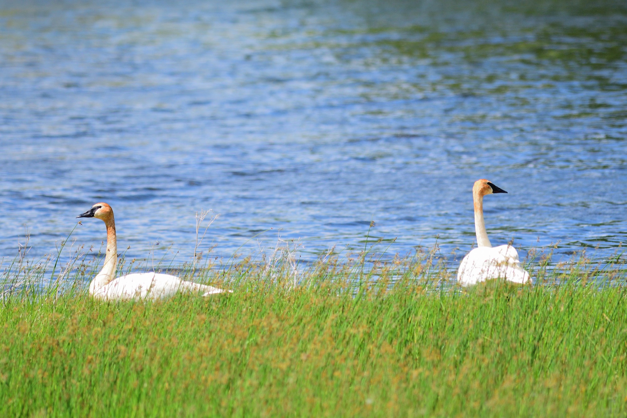 Trumpeter Swan