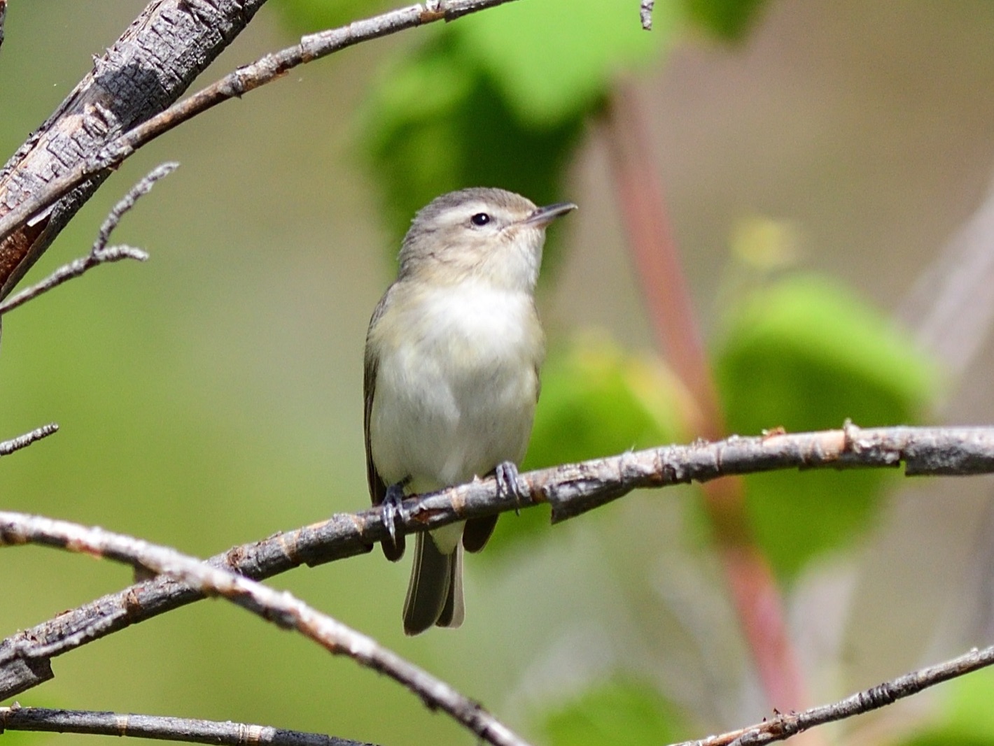 Warbling Vireo