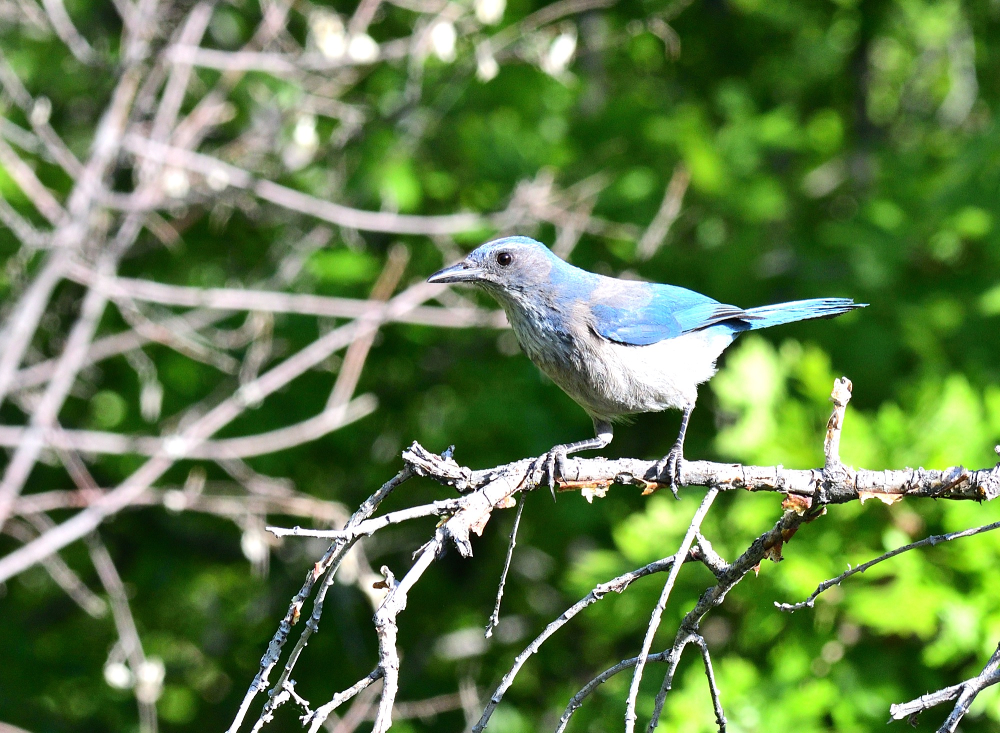 Woodhouse's Scrub Jay