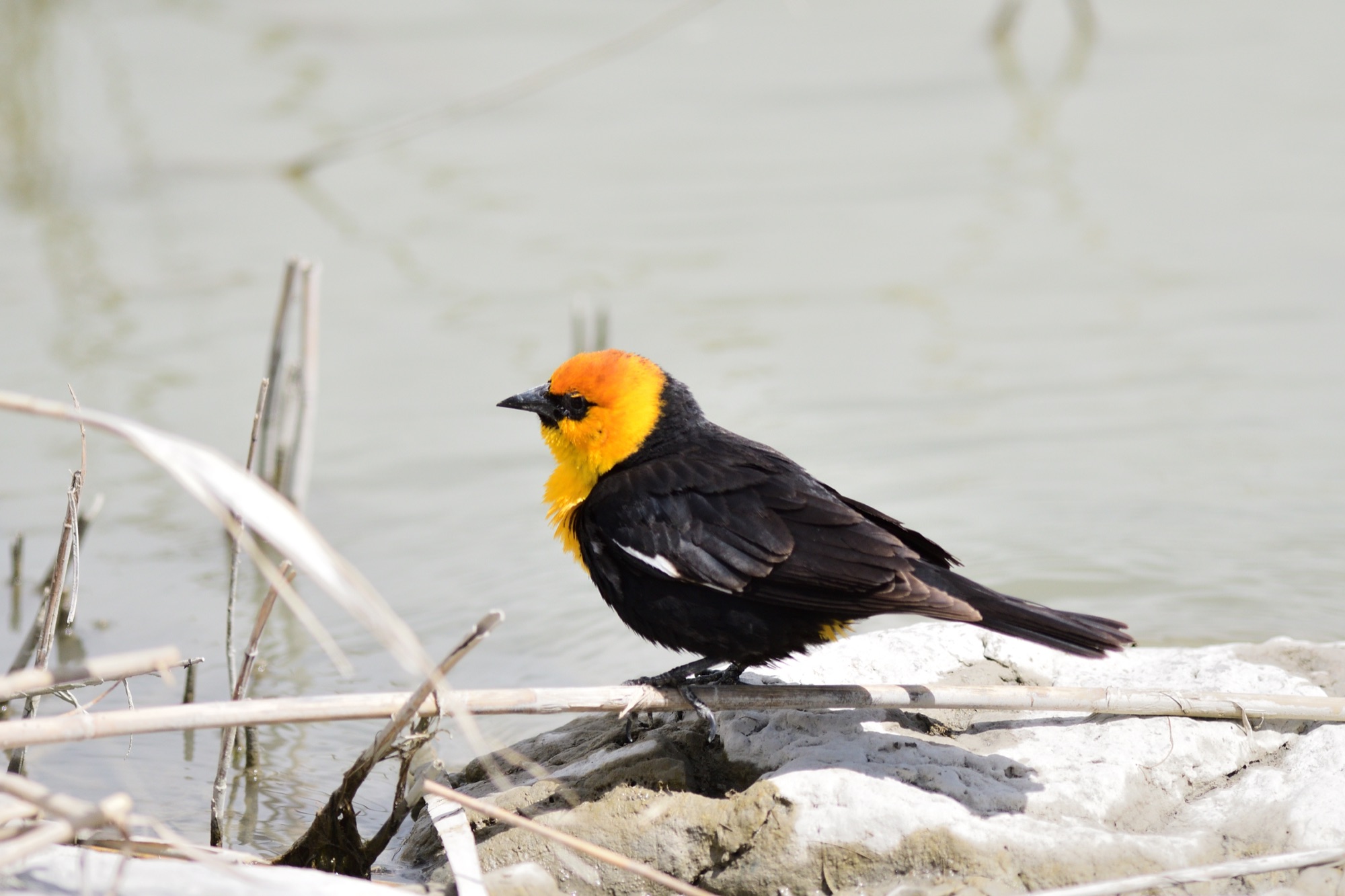 YELLOW-HEADED BLACKBIRD