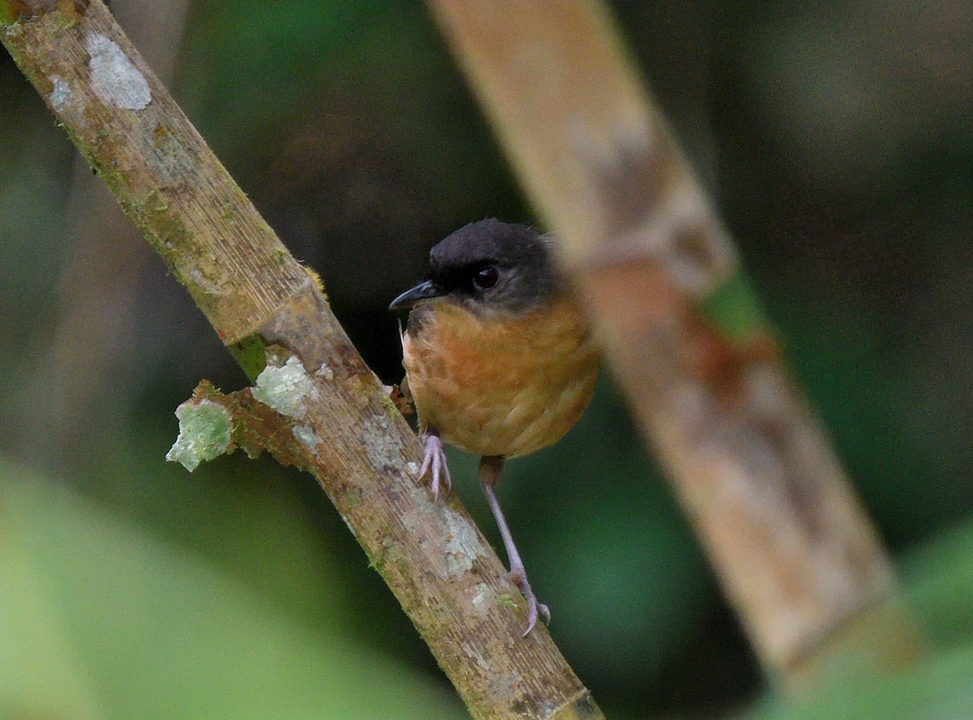 bicolored mouse-warbler
