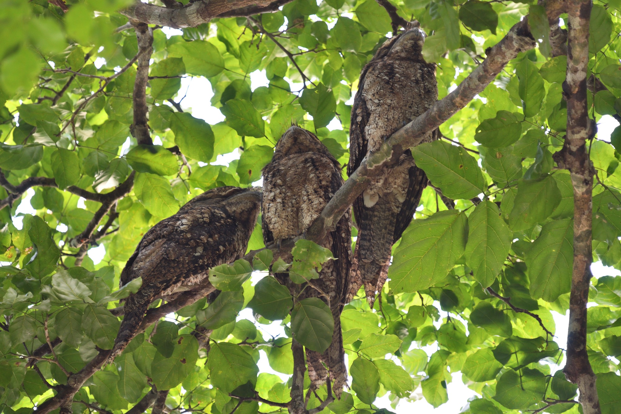 papuan frogmouths