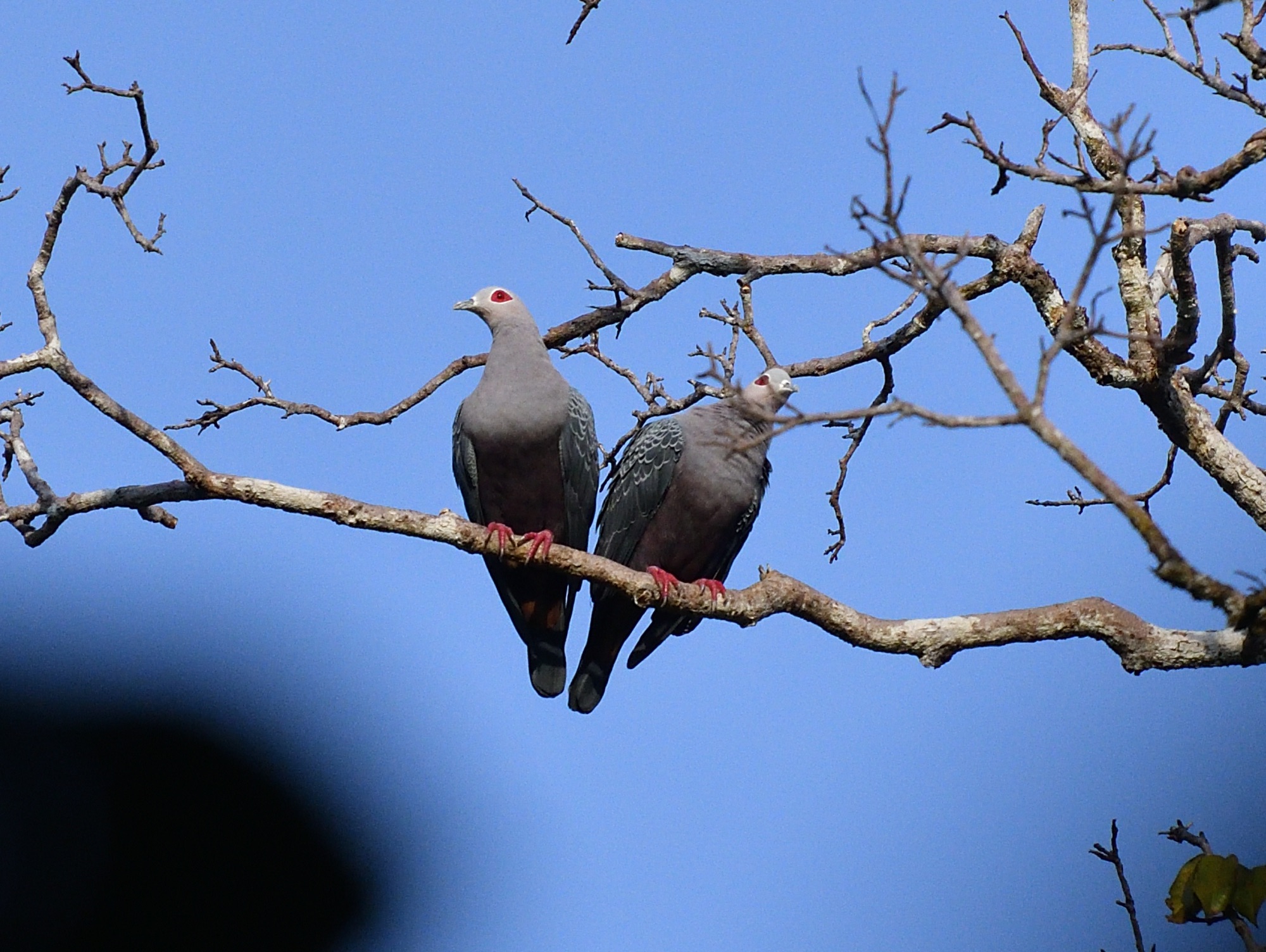 Pinon Imperial-Pigeons