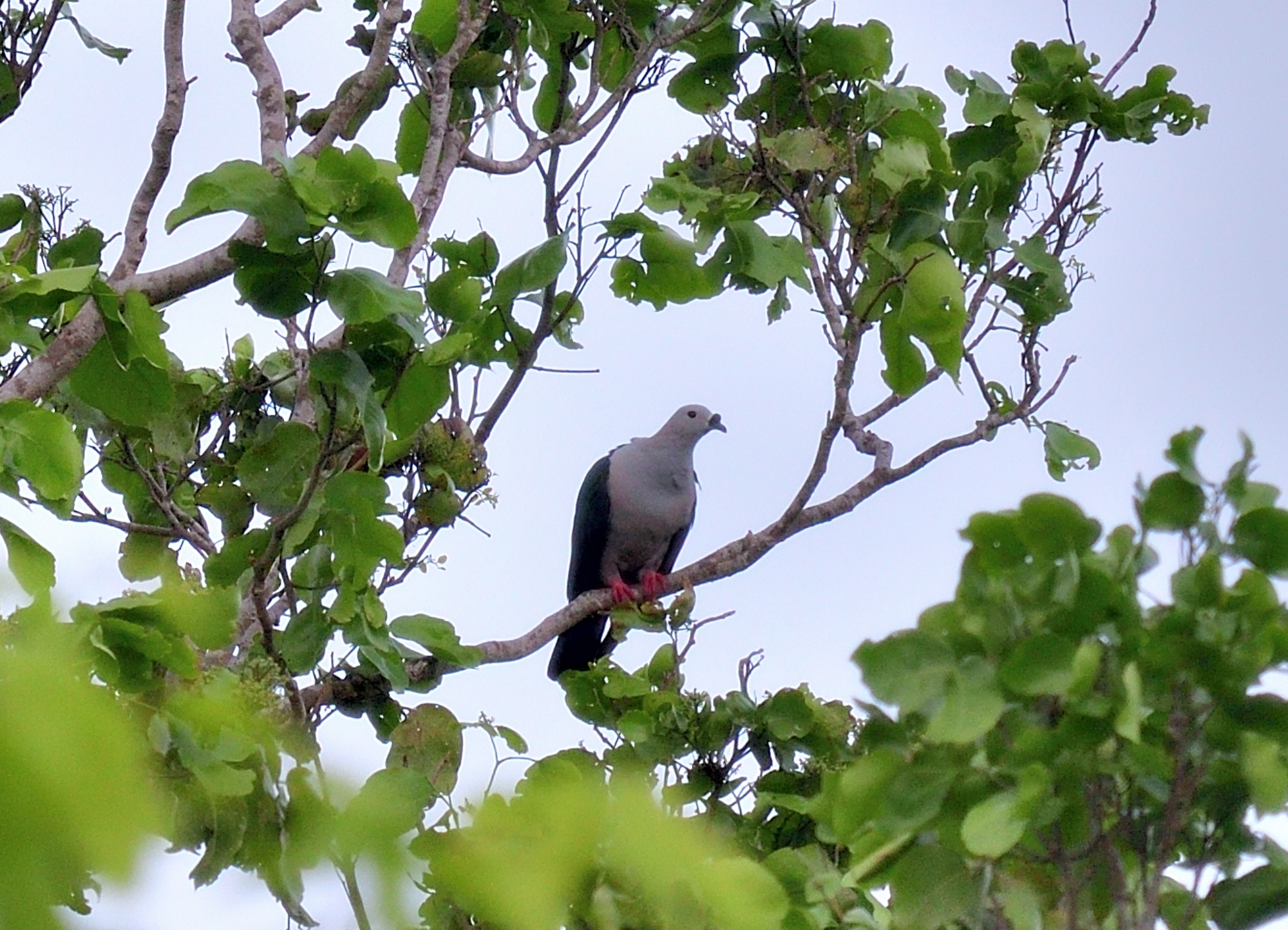 spice imperial-pigeon