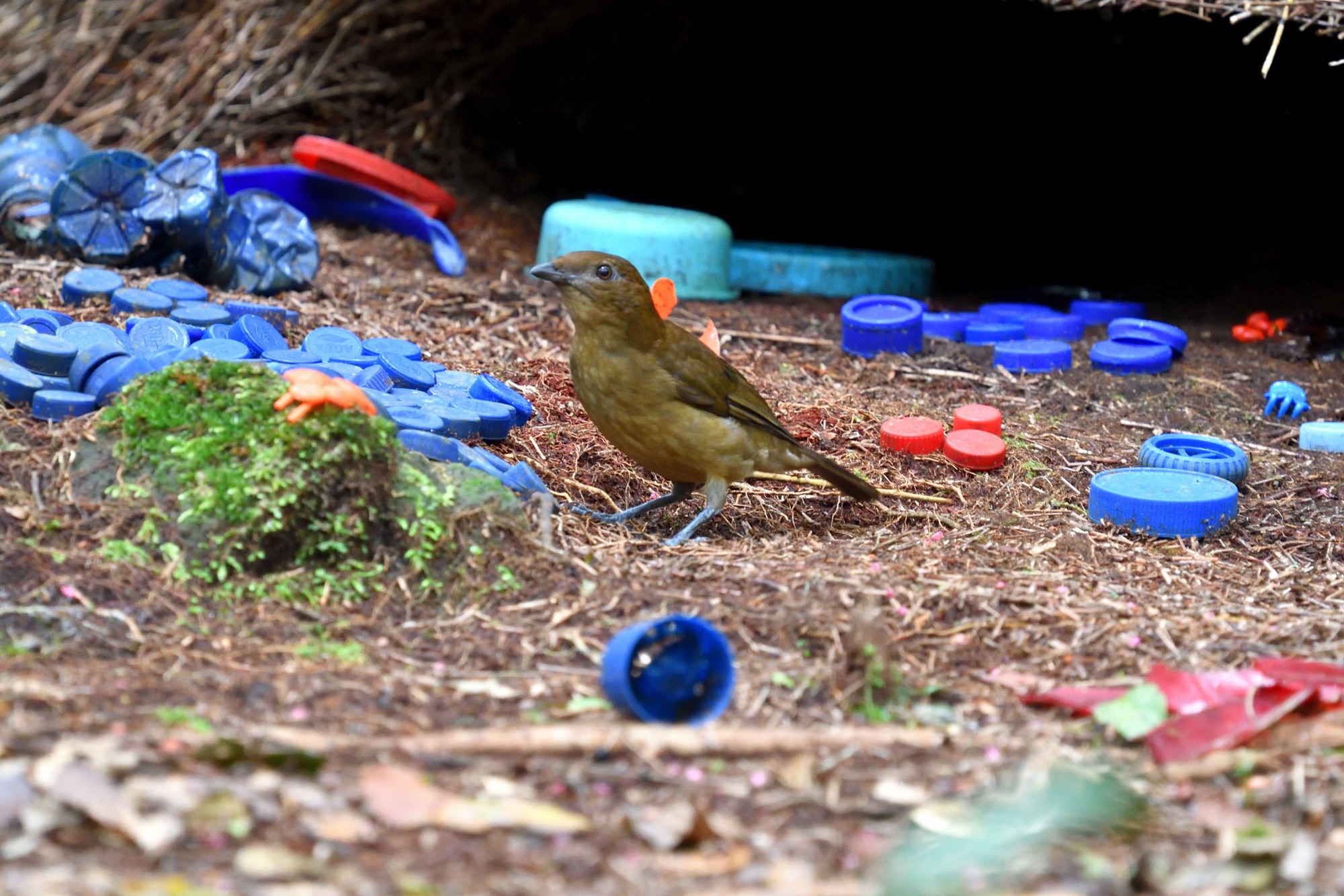 Vogelkop Bowerbird