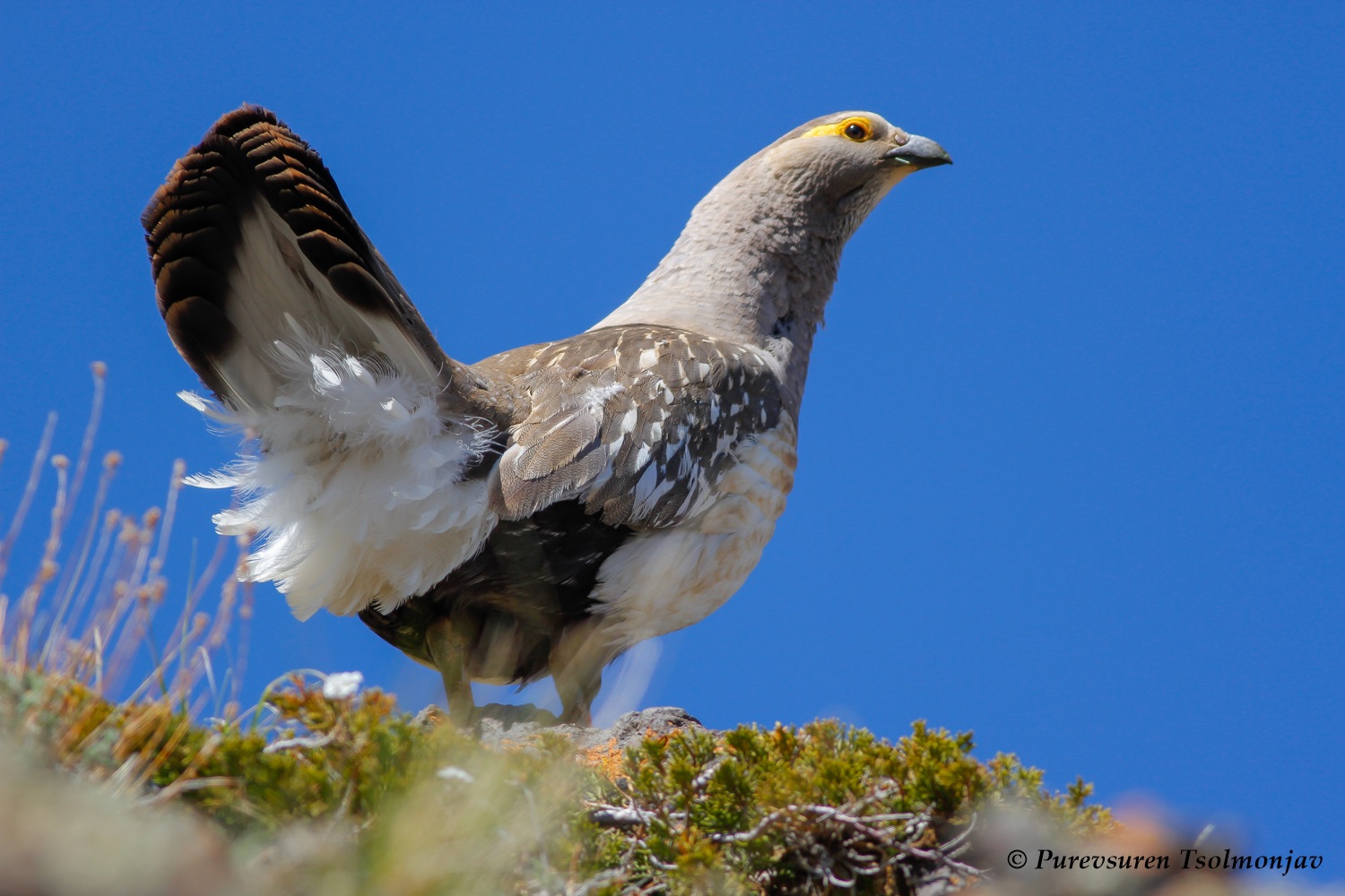 Altai Snowcock