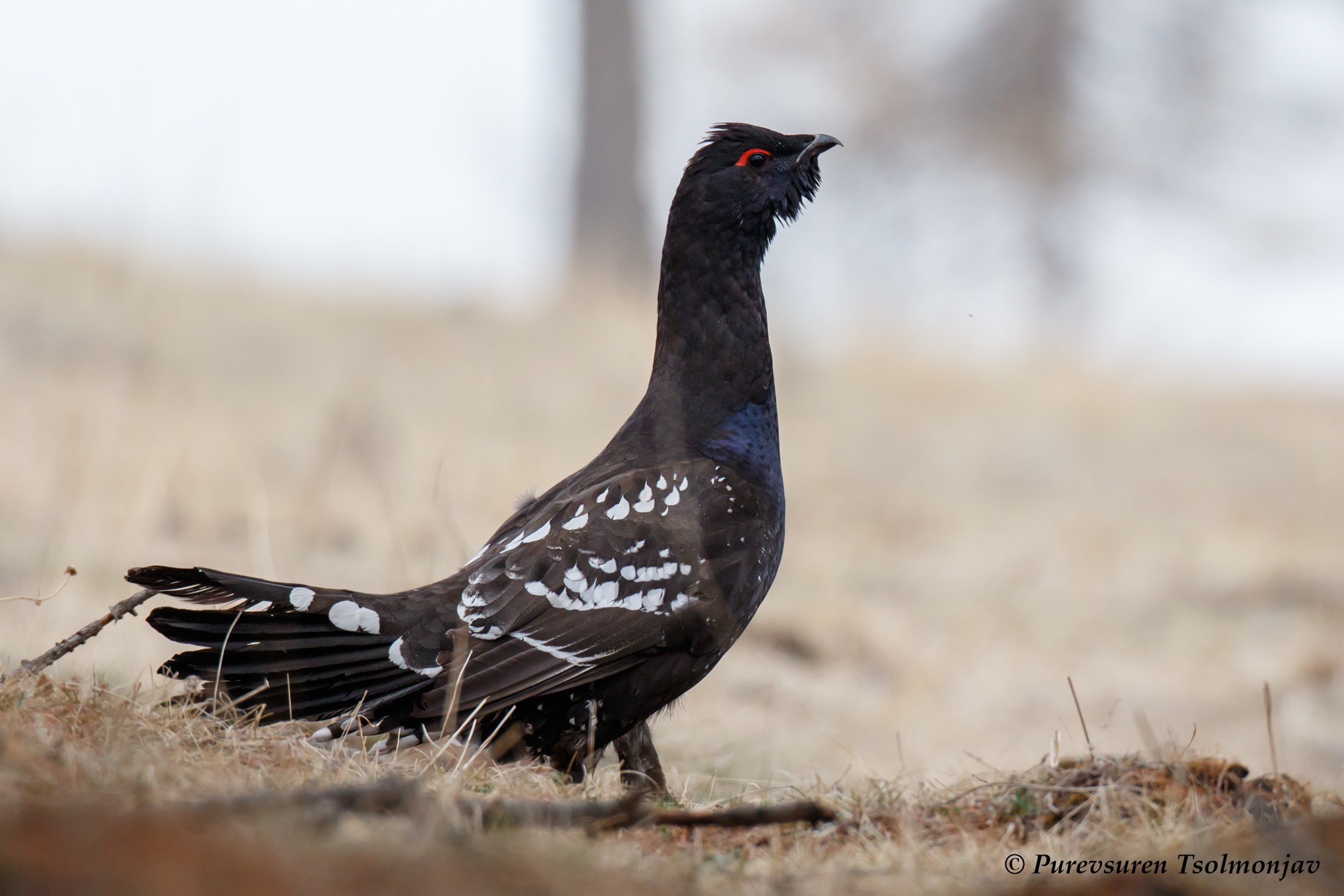 black-billed capercaillie