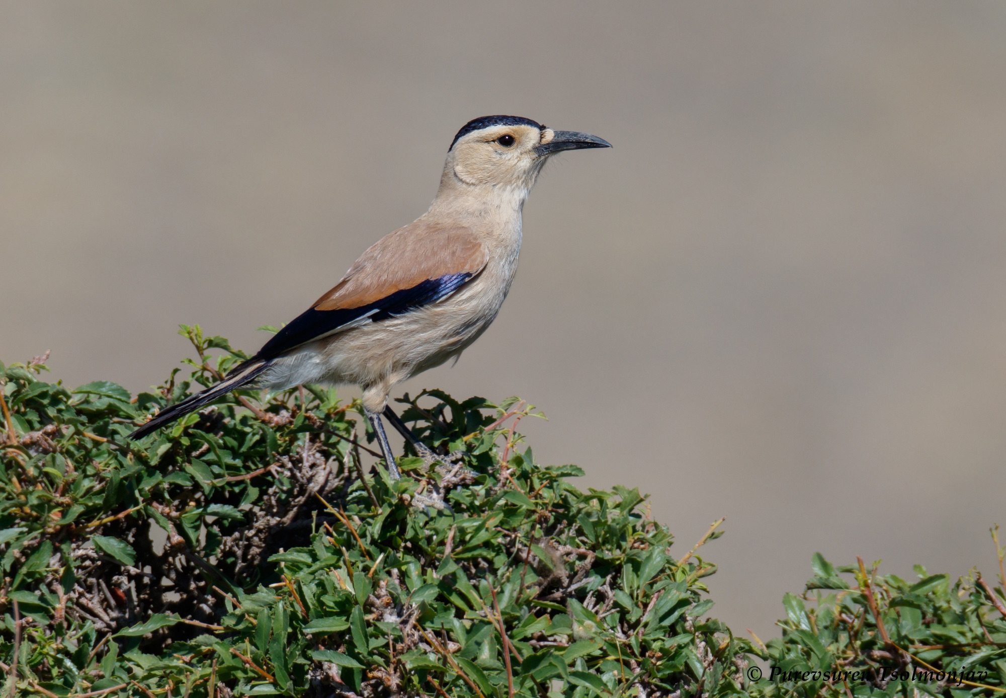 Henderson's Ground Jay