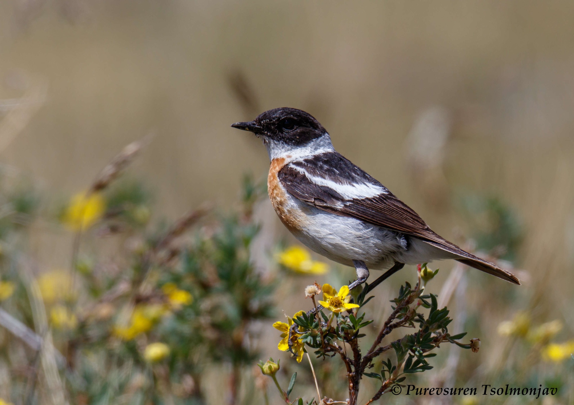 Hodgson's Bushchat