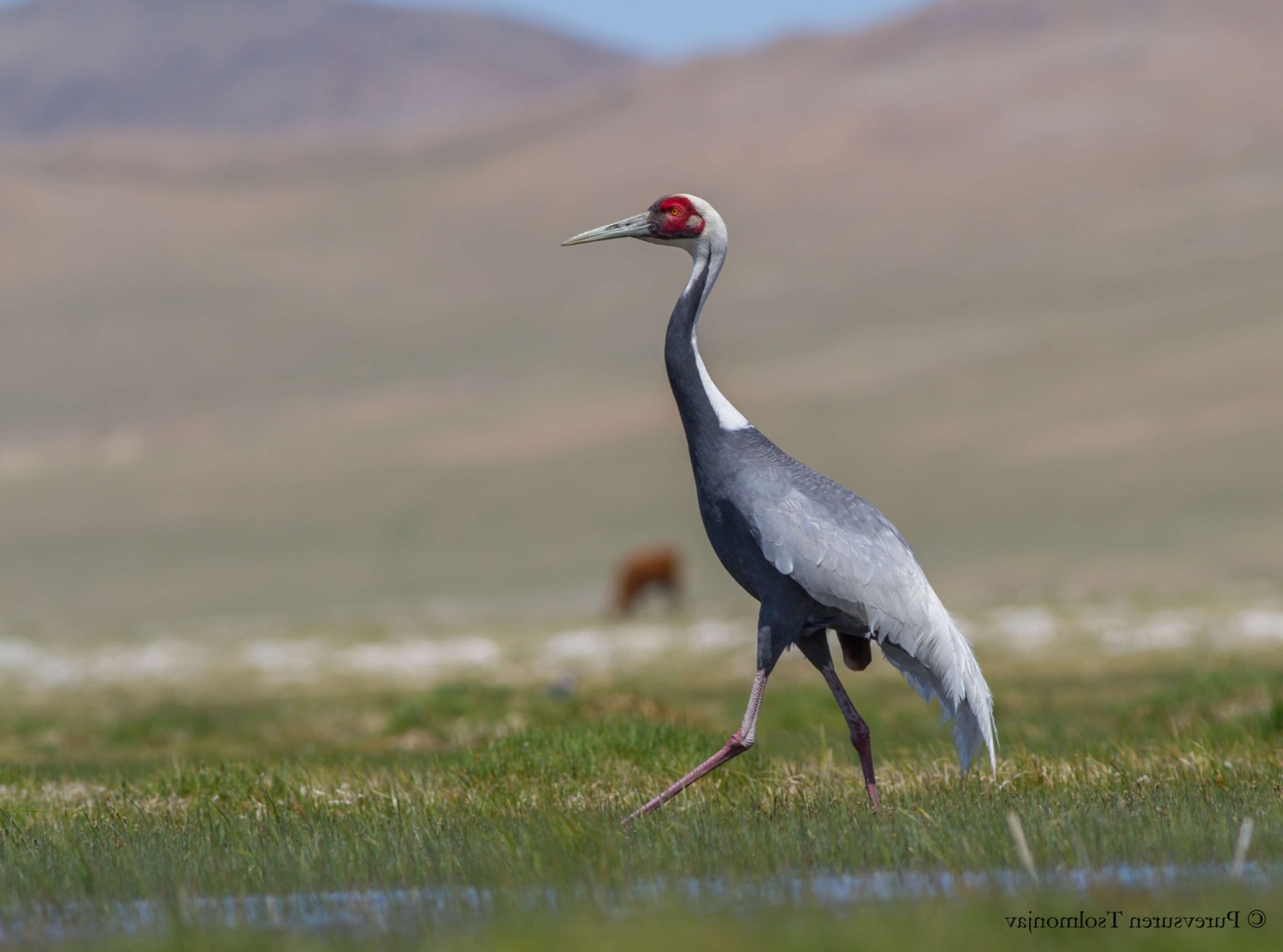 Zoothera Birding - Birdwatching Holidays Around the World