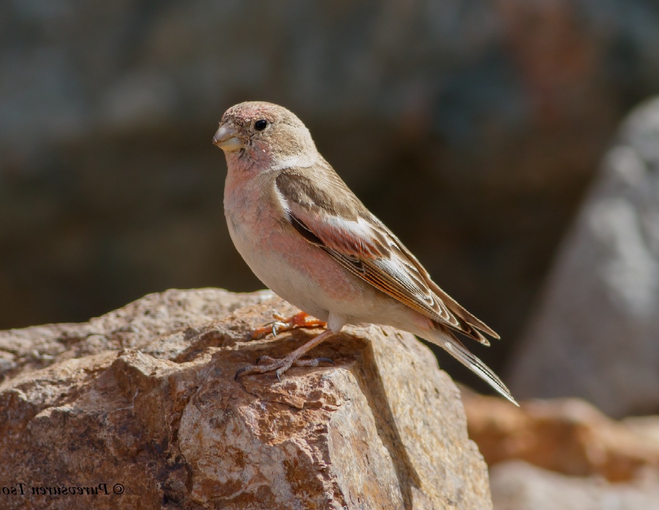 Mongolian Finch