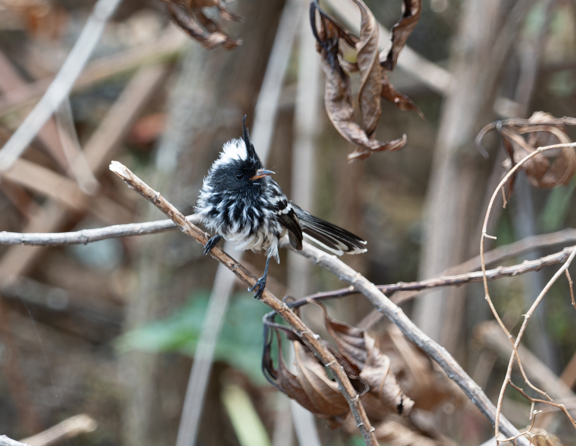 Black-crested Tit-Tyrant