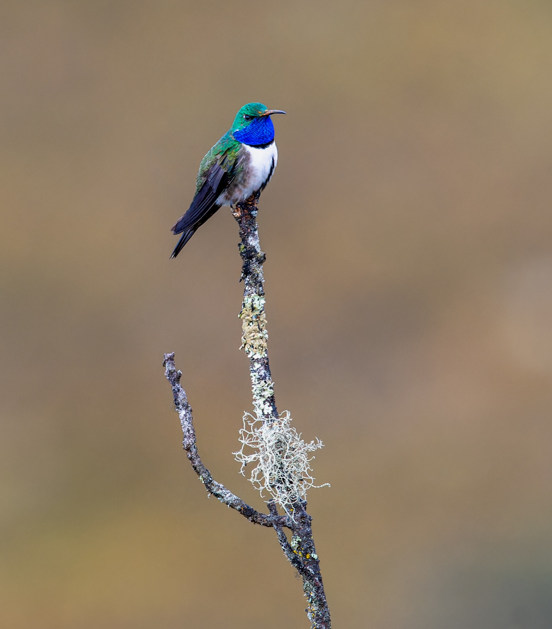 Blue-throated Hillstar