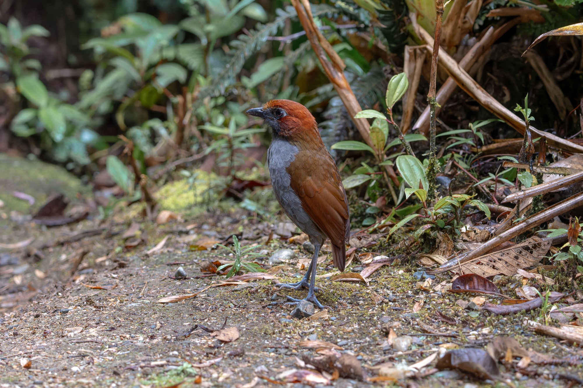 chestnut-naped antpitta