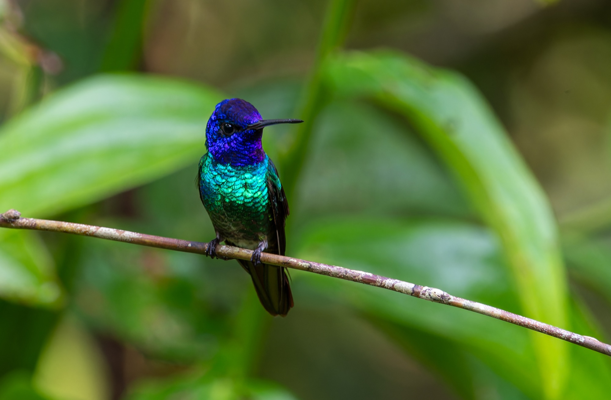 Golden-tailed Sapphire