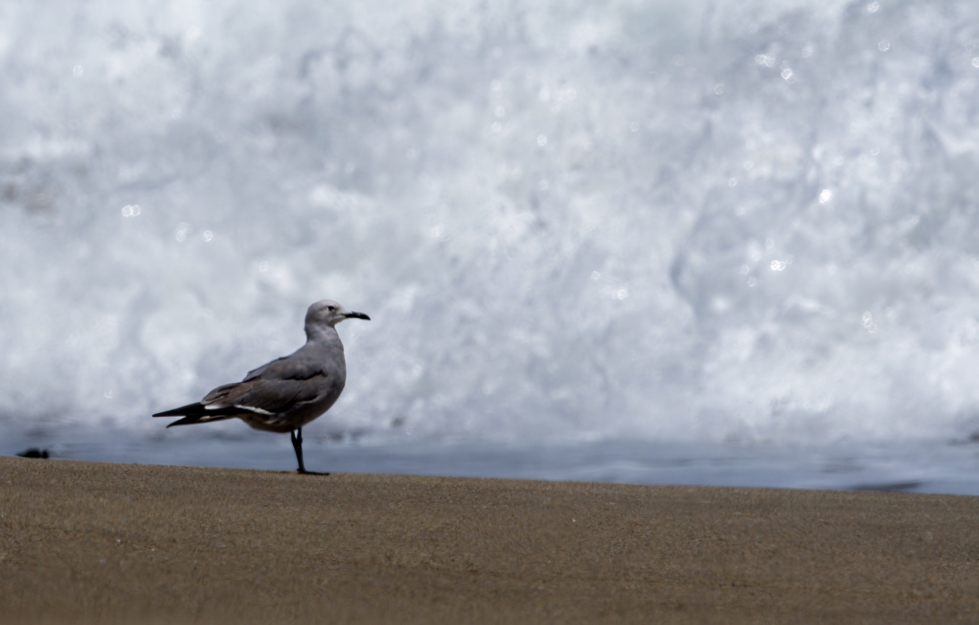 Grey Gull