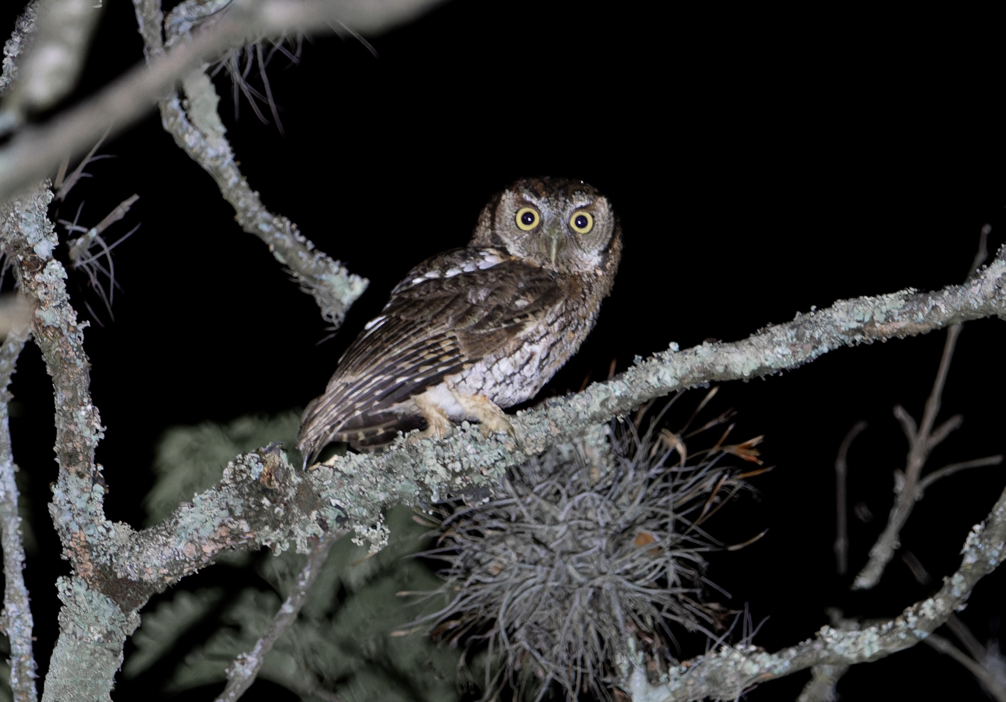 Koepcke's Screech Owl