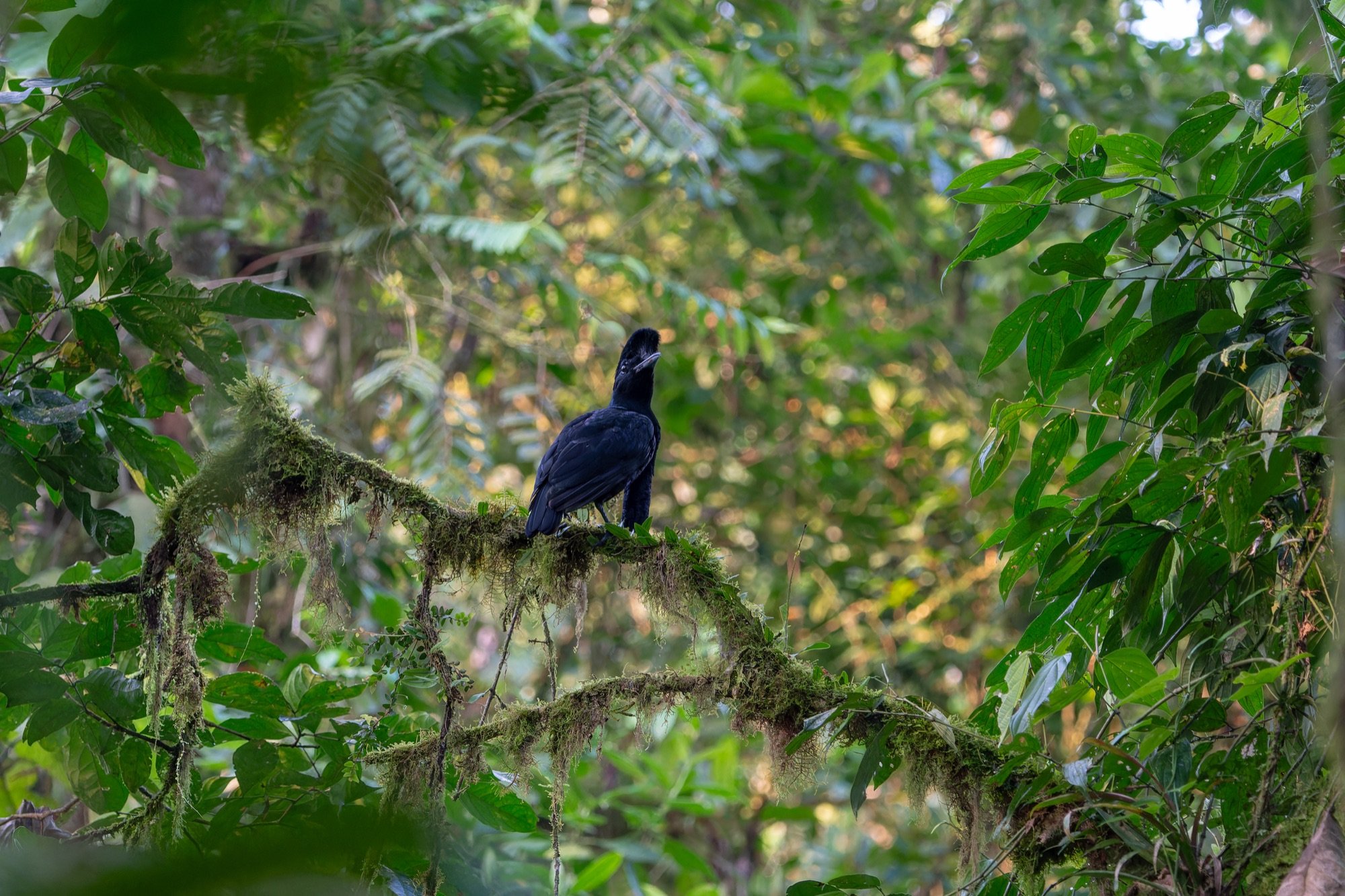 Long-wattled Umbrellabird