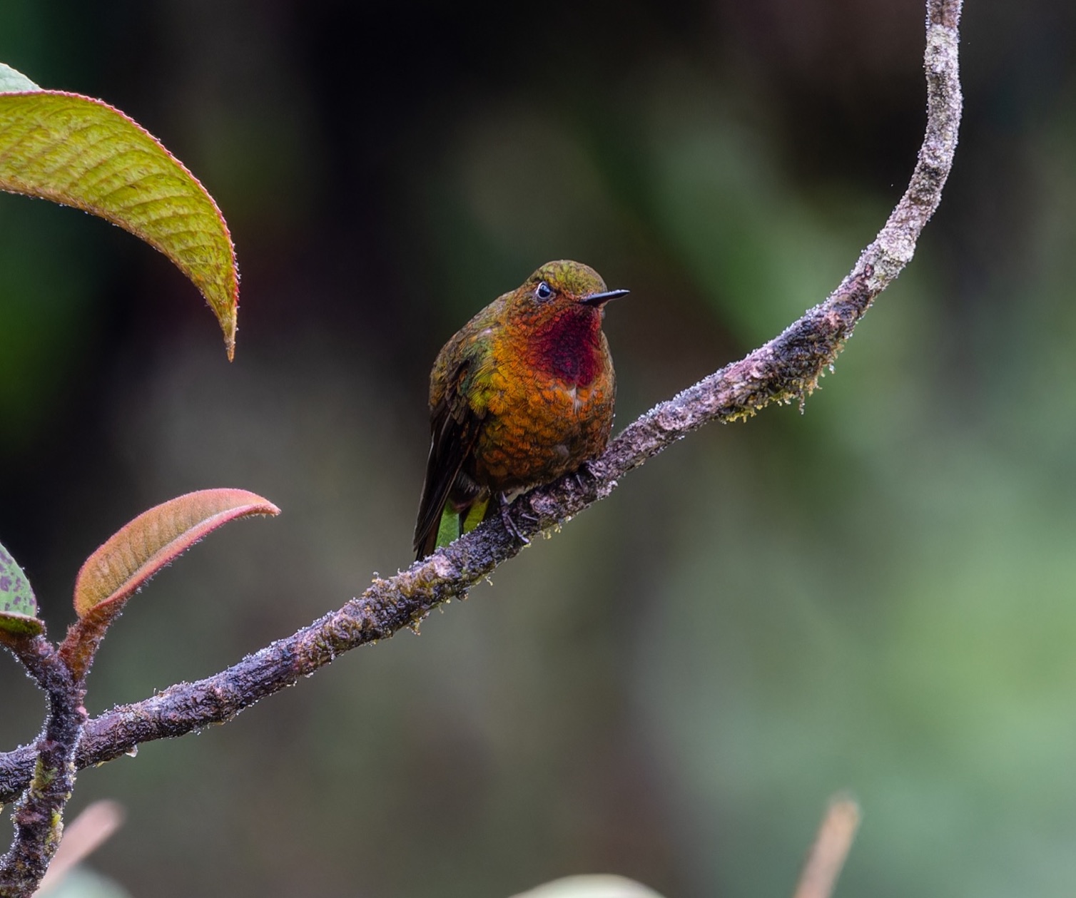 Neblina Metaltail