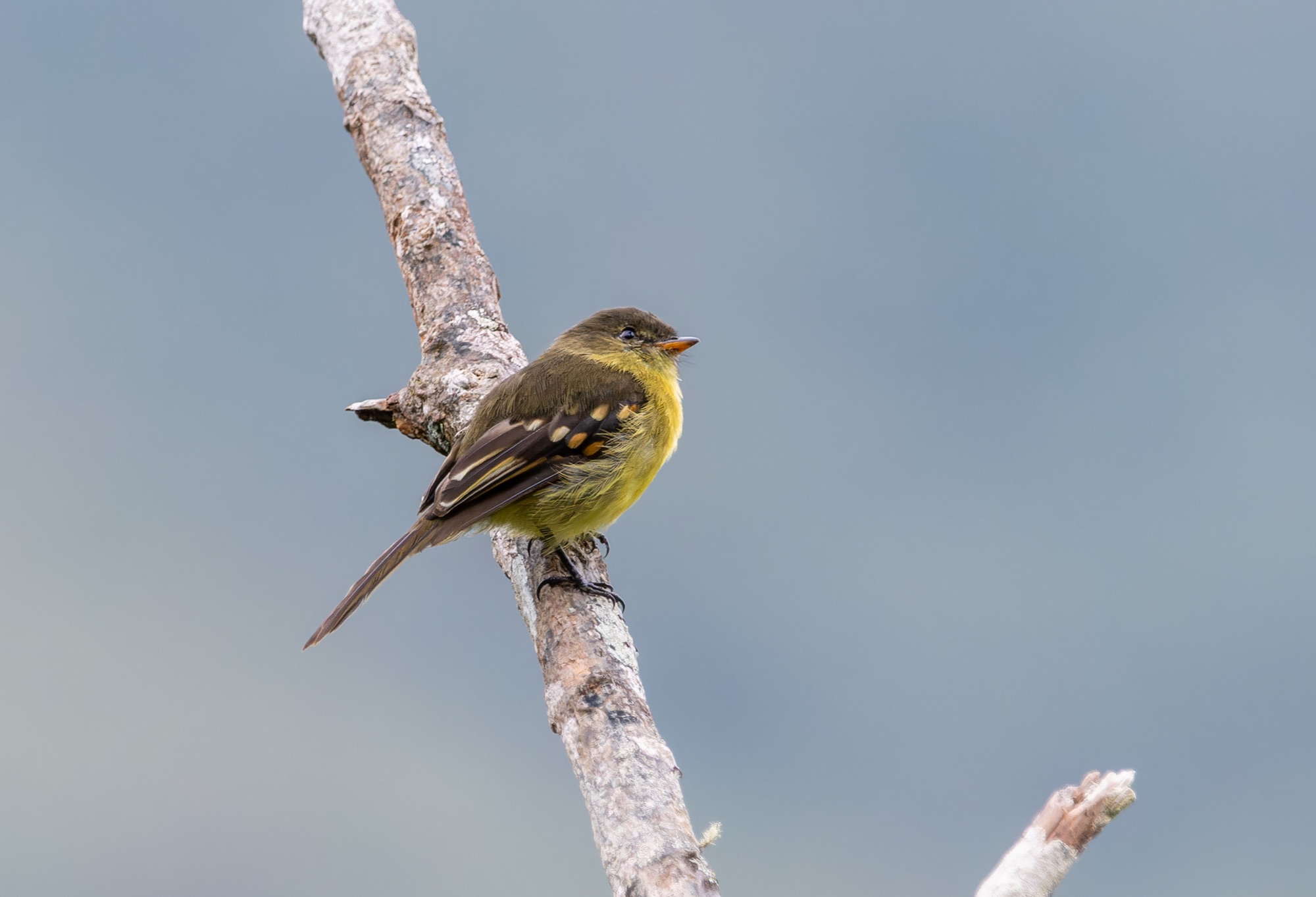 Orange-banded Flycatcher