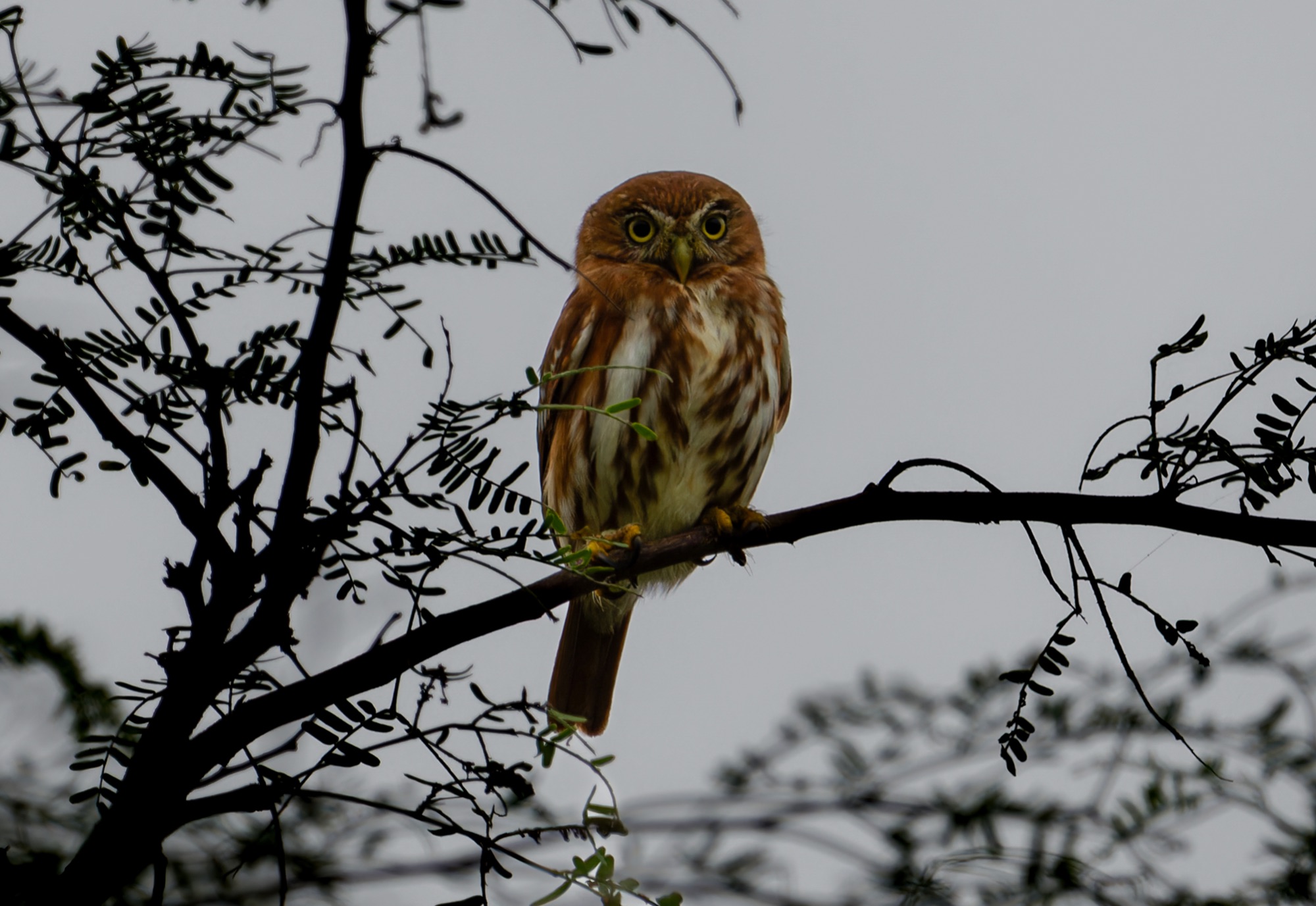 Pacific Pygmy Owl