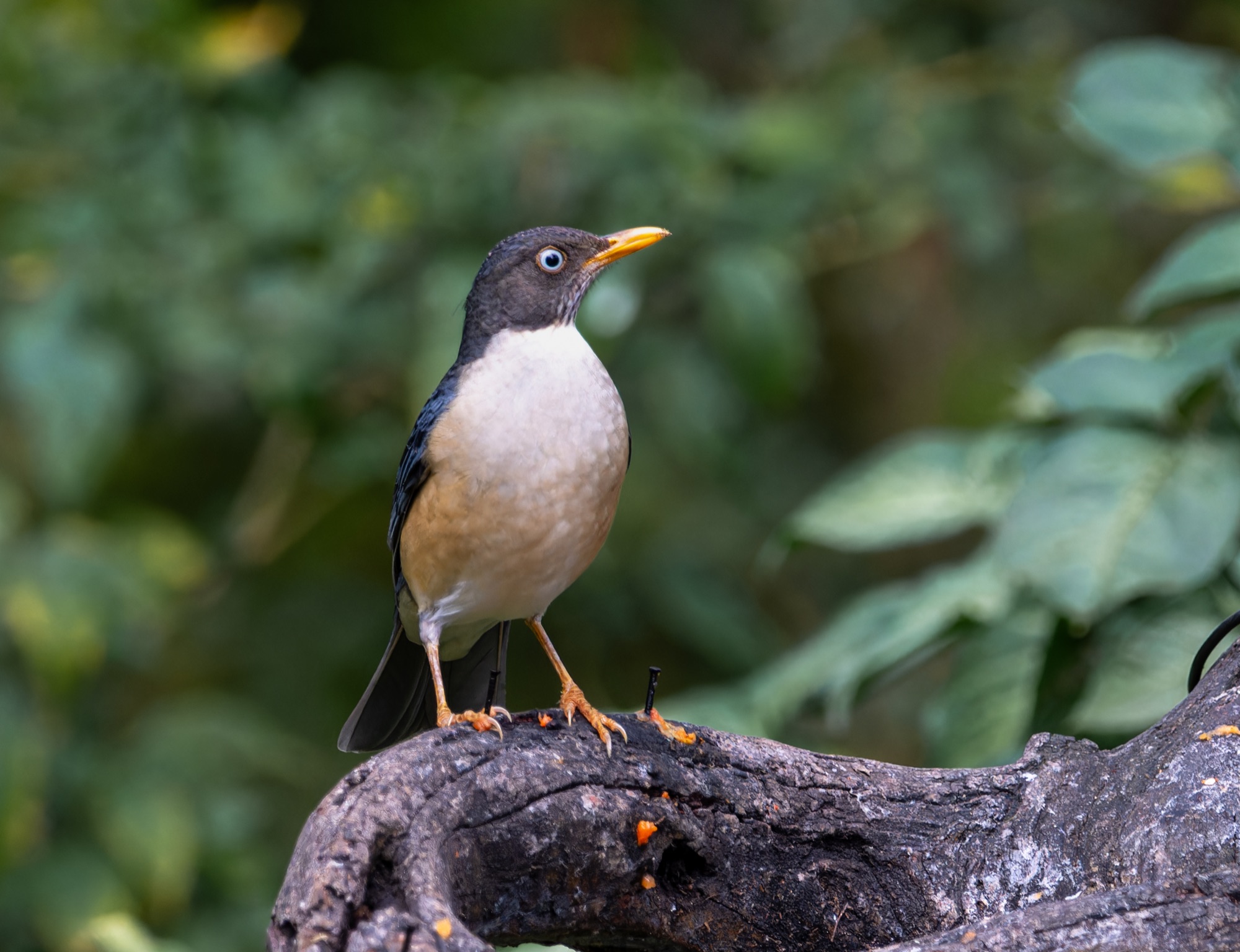 Plumbeous-backed Thrush