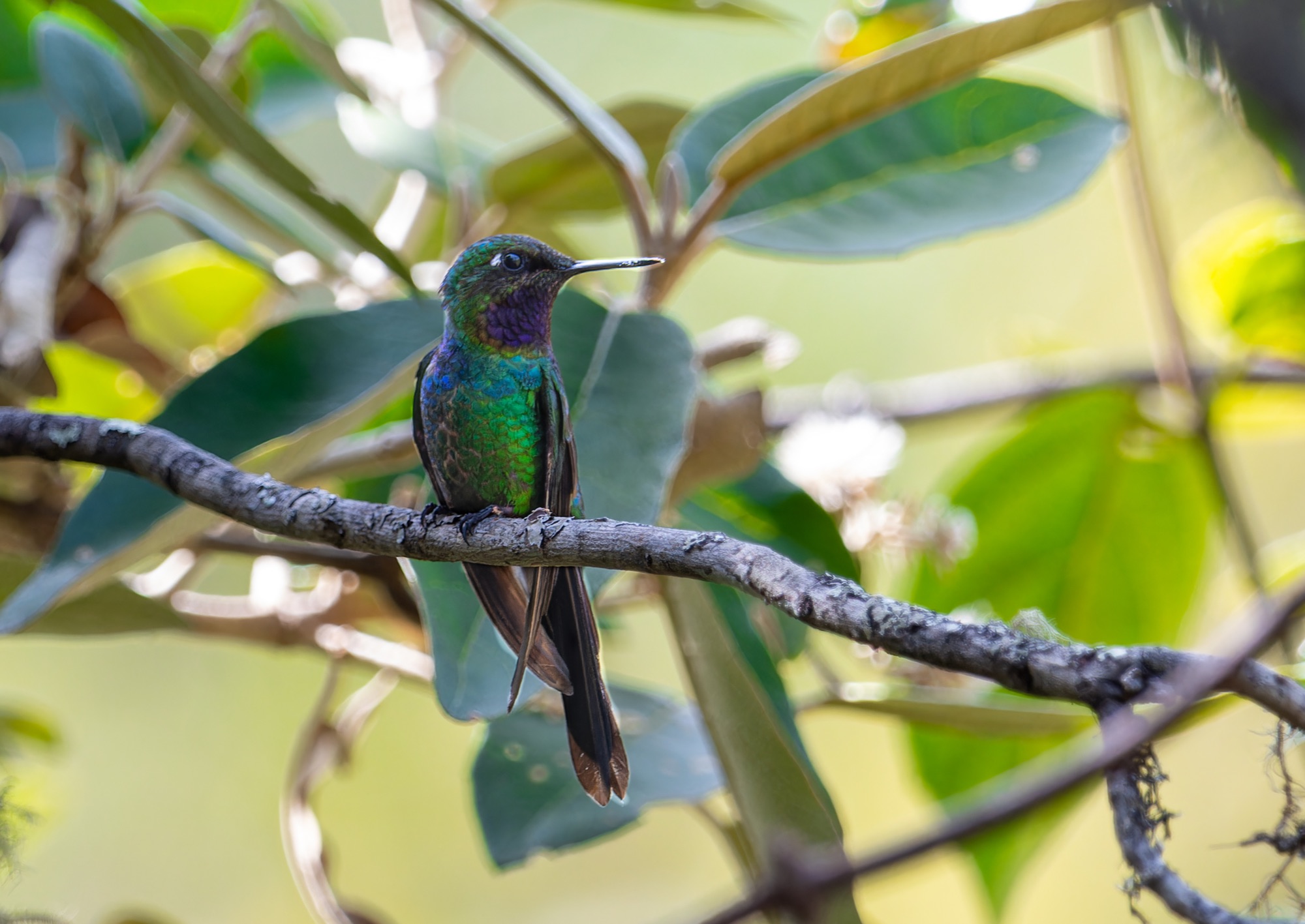 Purple-throated Sunangel