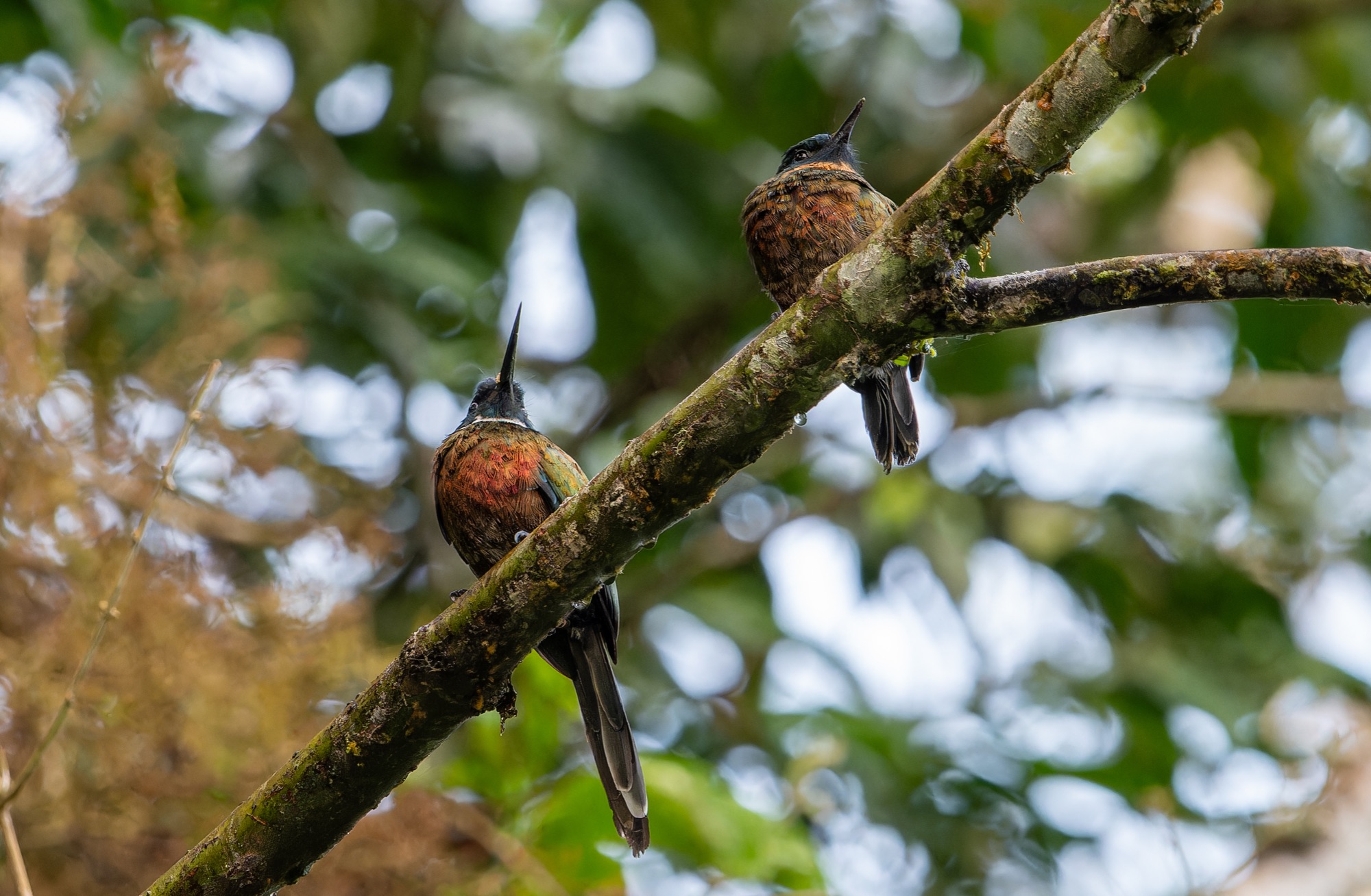 Purplish Jacamar