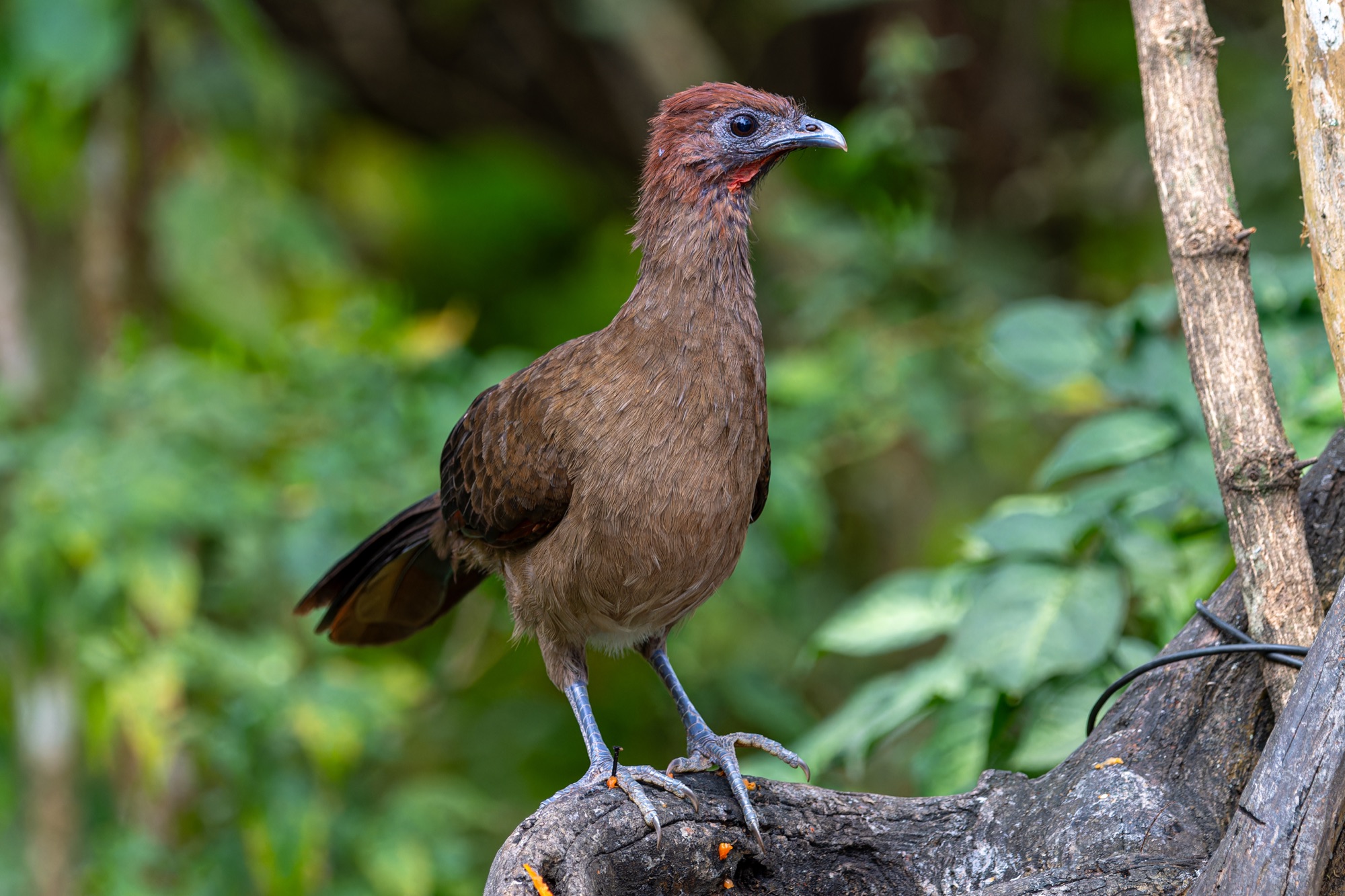 Rufous-headed Chachalaca