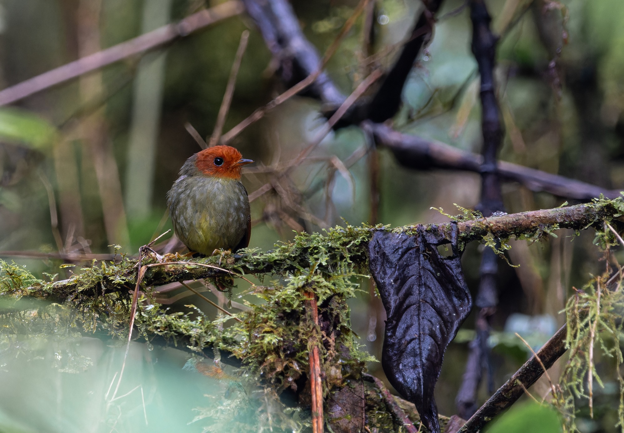 rufous-headed pygmy-tyrant